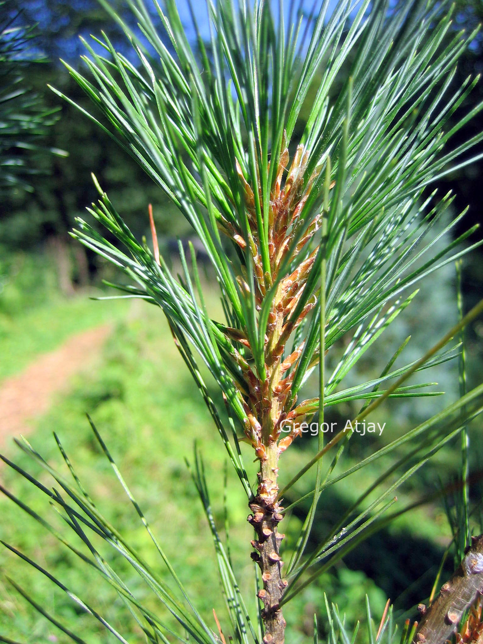 Pinus strobus 'Stowe Pillar'