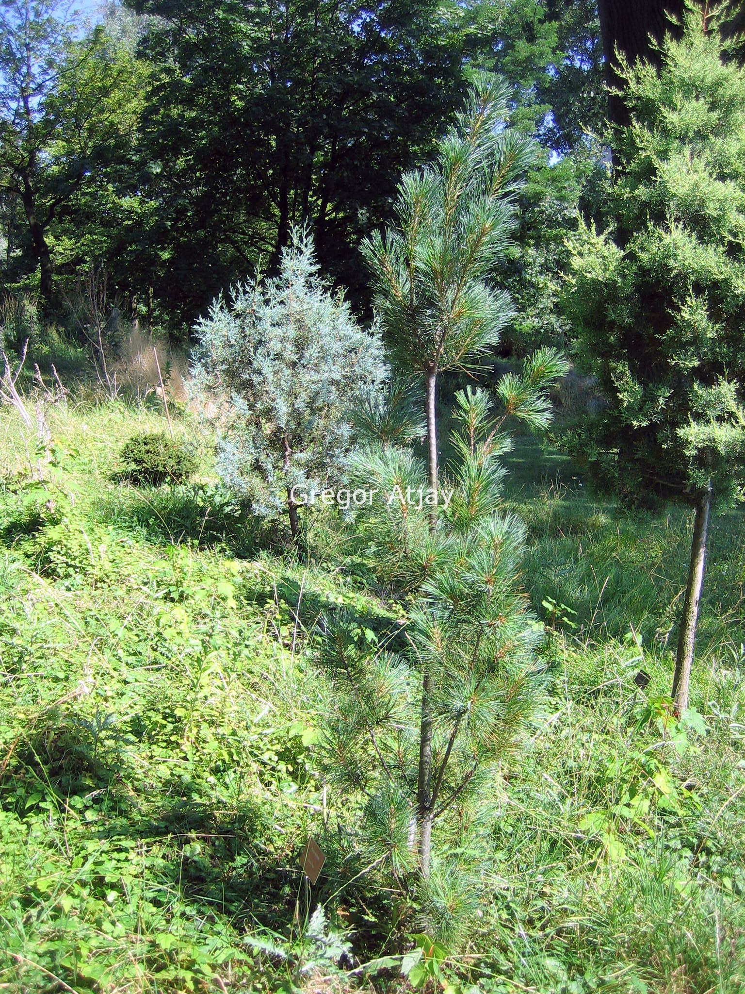 Pinus strobus 'Stowe Pillar'