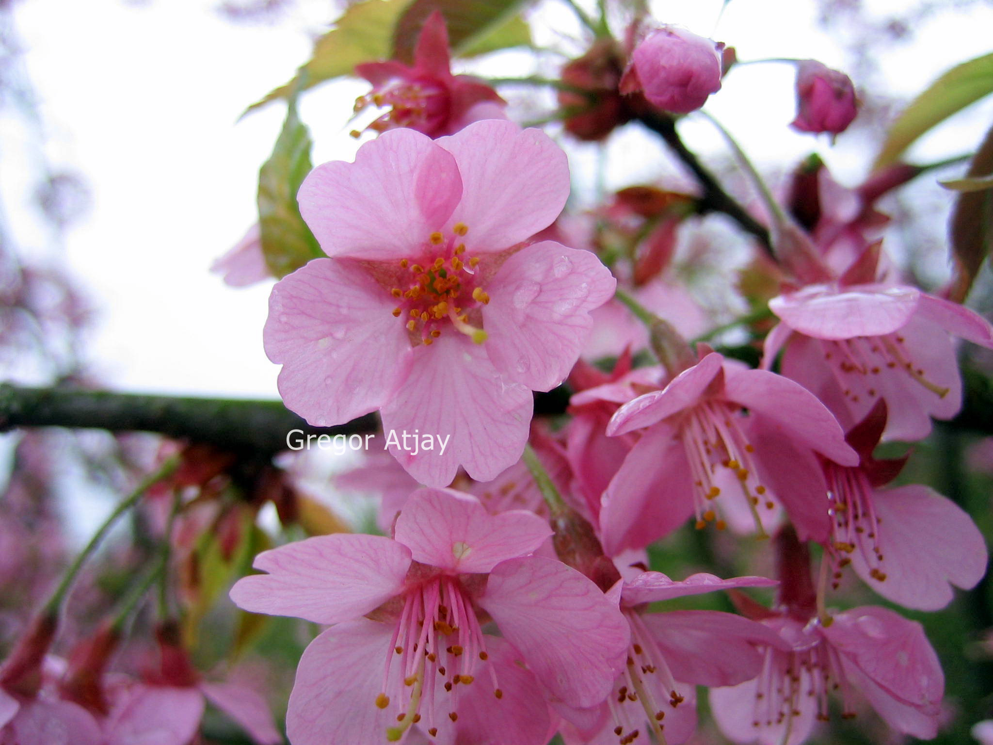 Prunus 'Kursar'