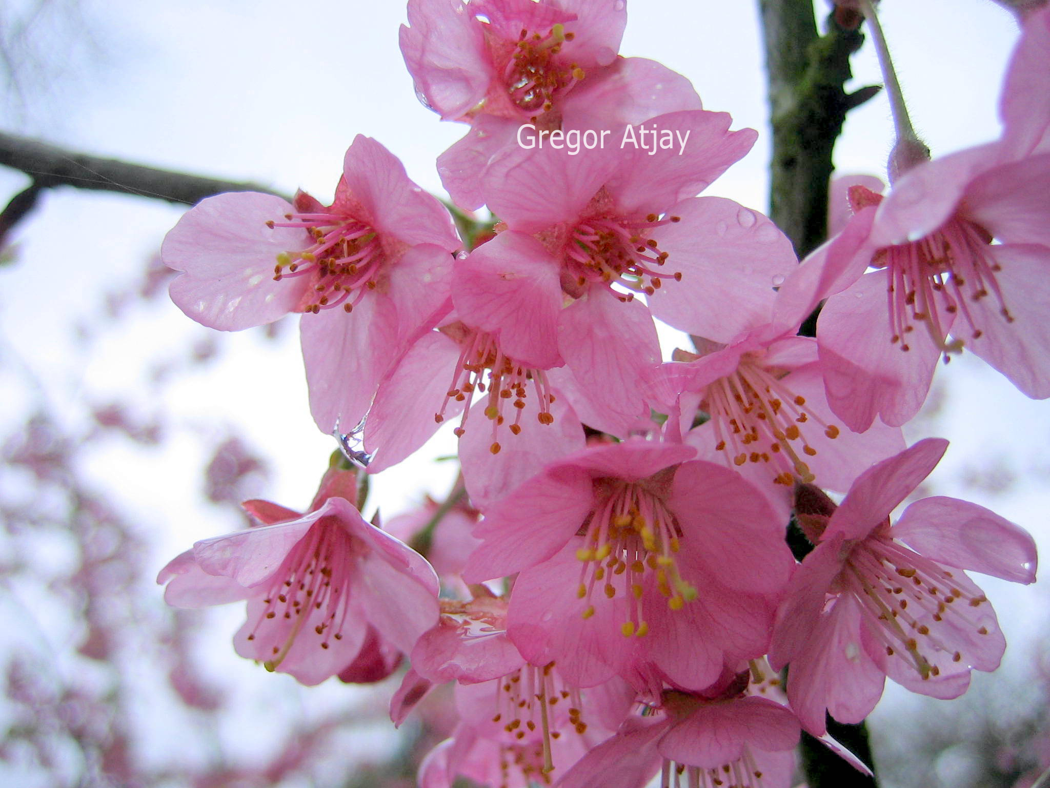 Prunus 'Kursar'