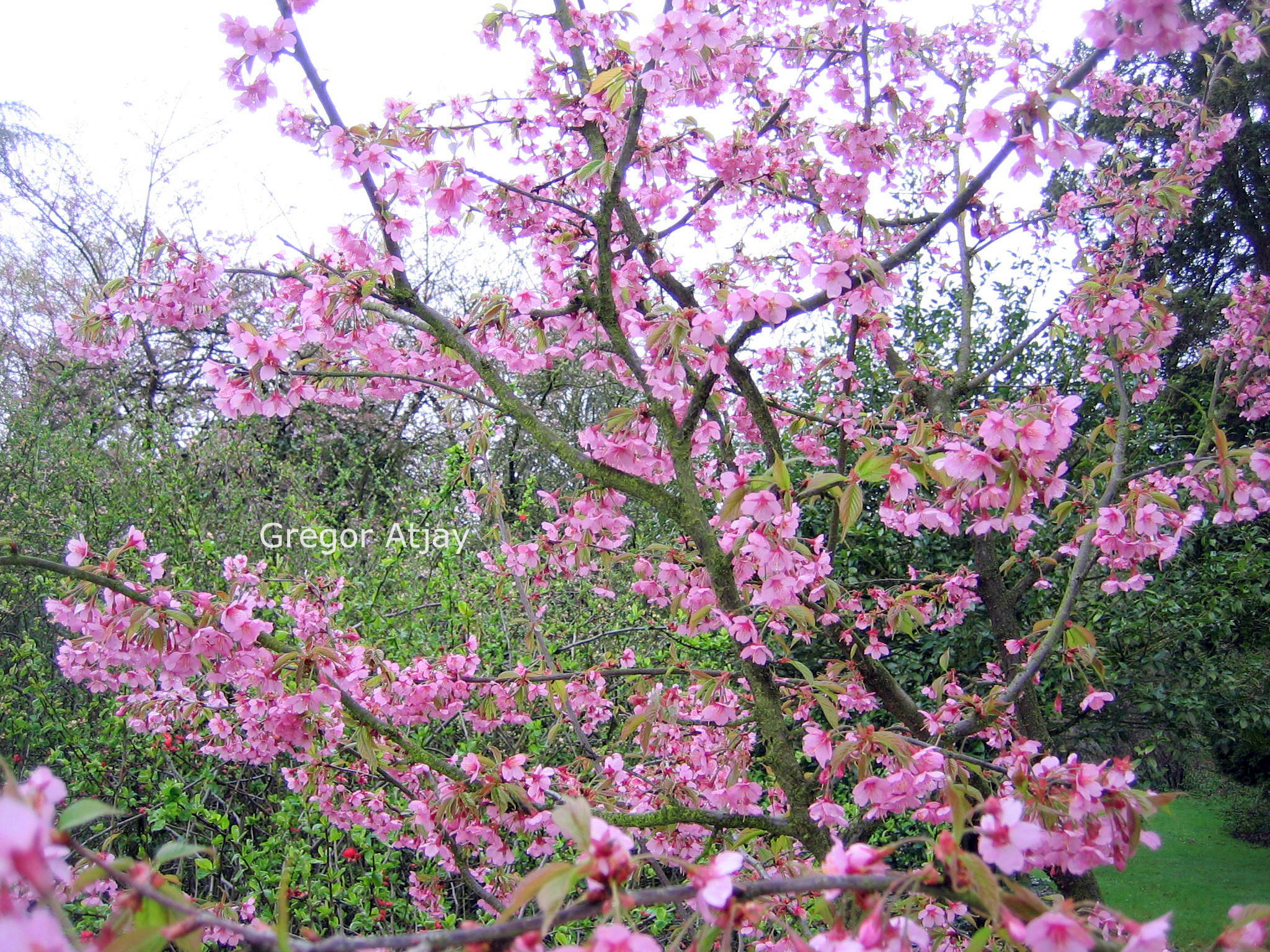 Prunus 'Kursar'