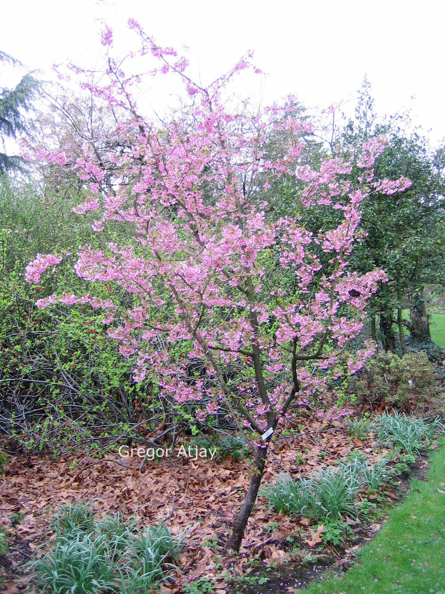 Prunus 'Kursar'