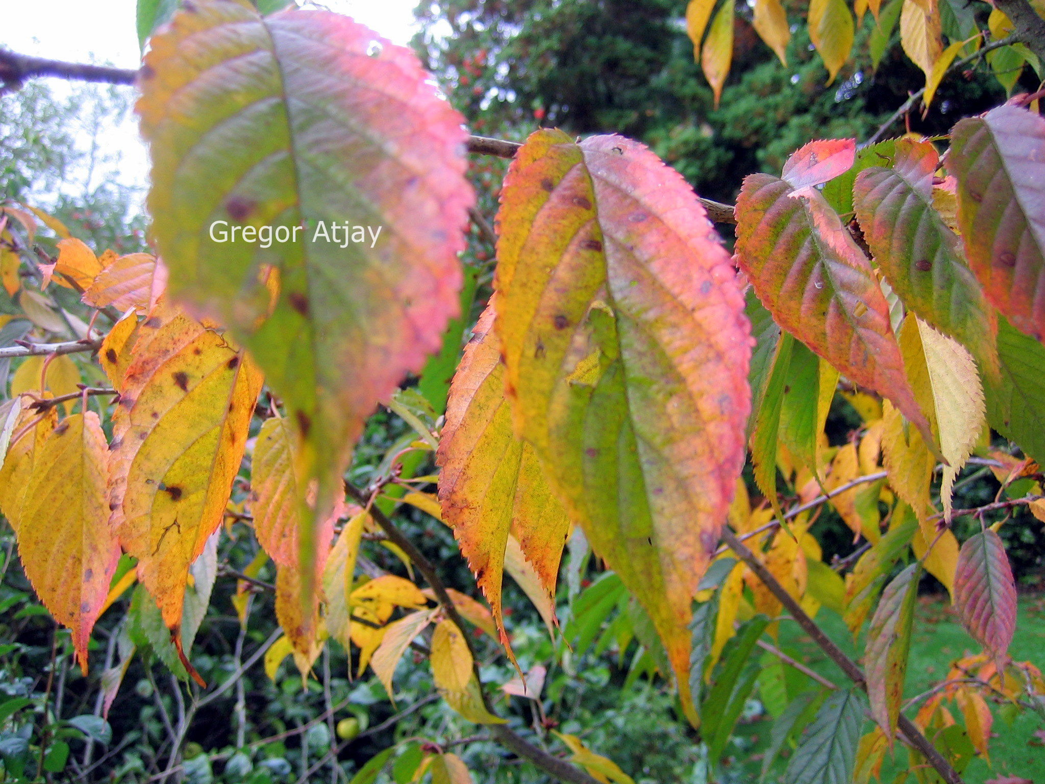 Prunus 'Kursar'