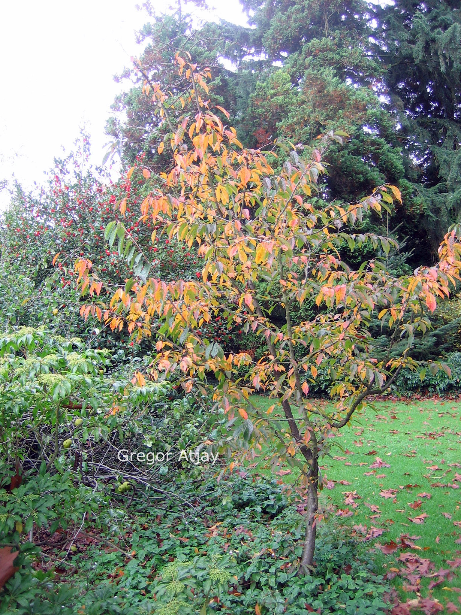 Prunus 'Kursar'