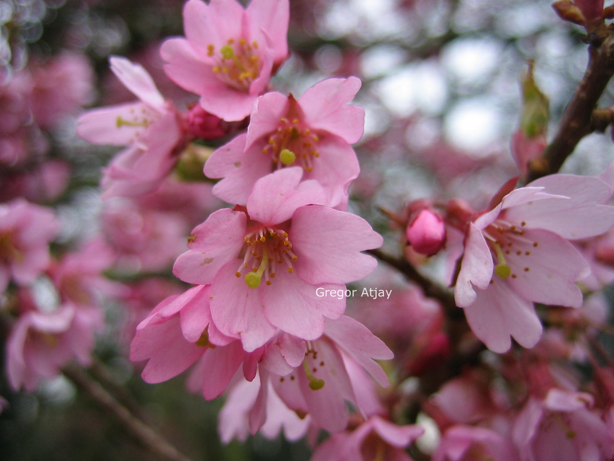 Prunus 'Kursar'