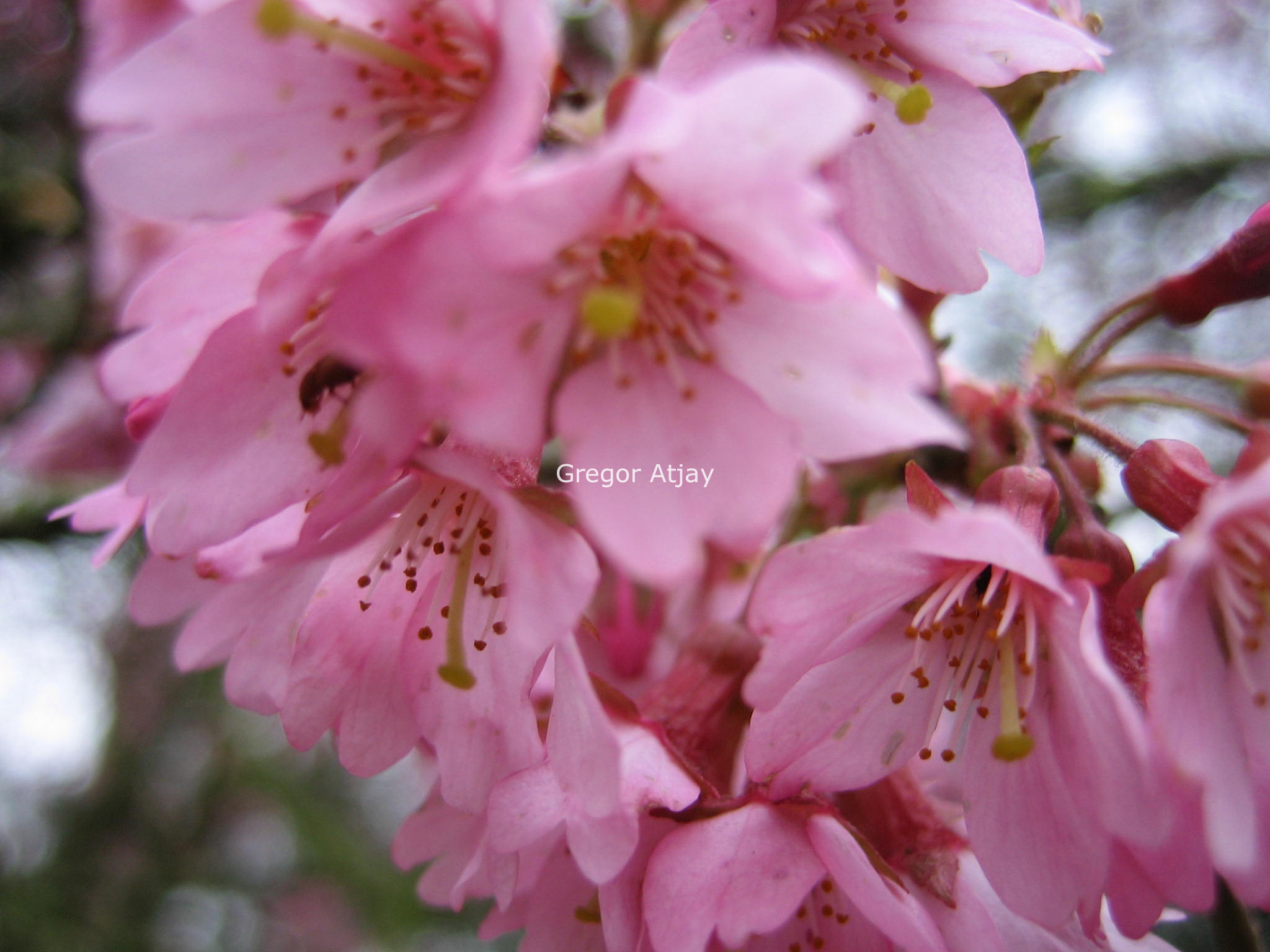 Prunus 'Kursar'