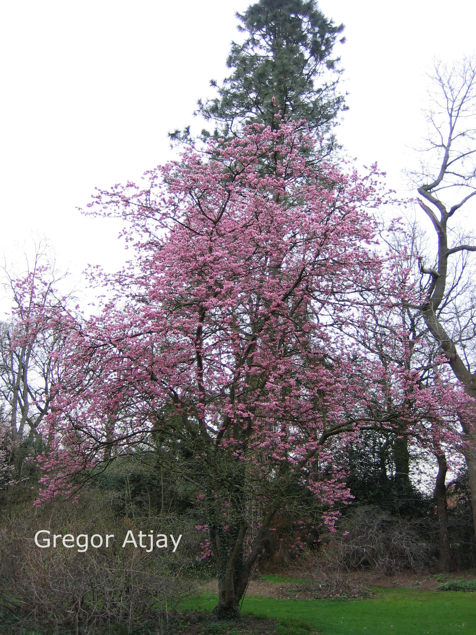 Prunus 'Kursar'