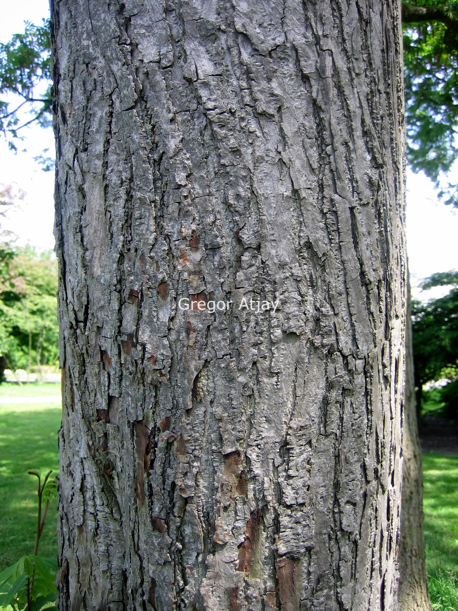 Pterocarya rhoifolia