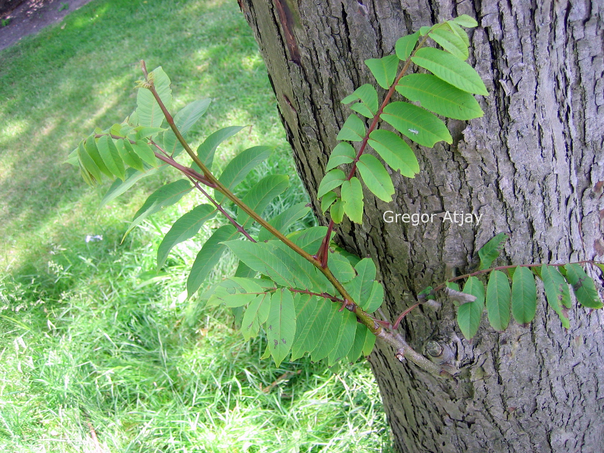 Pterocarya rhoifolia