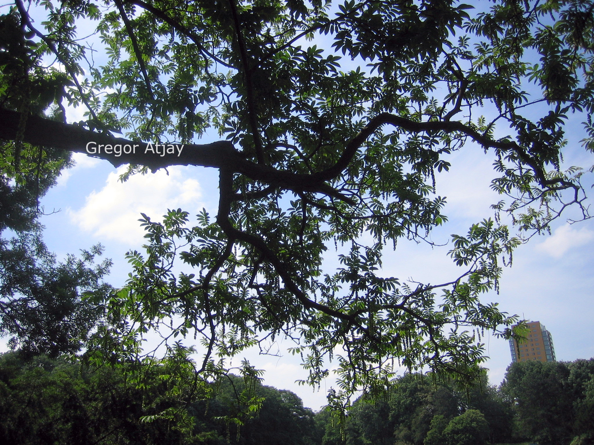 Pterocarya rhoifolia