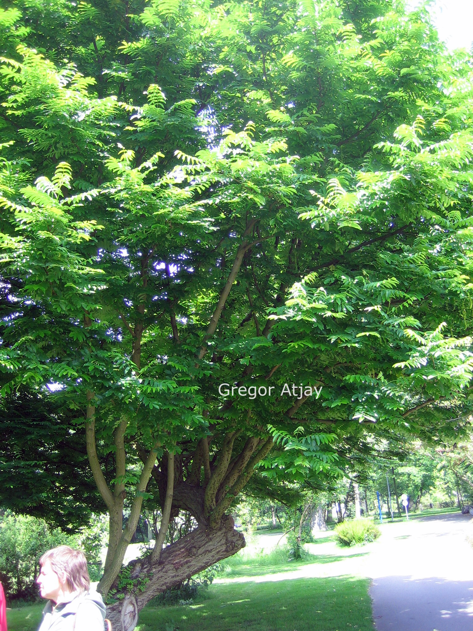 Pterocarya rhoifolia