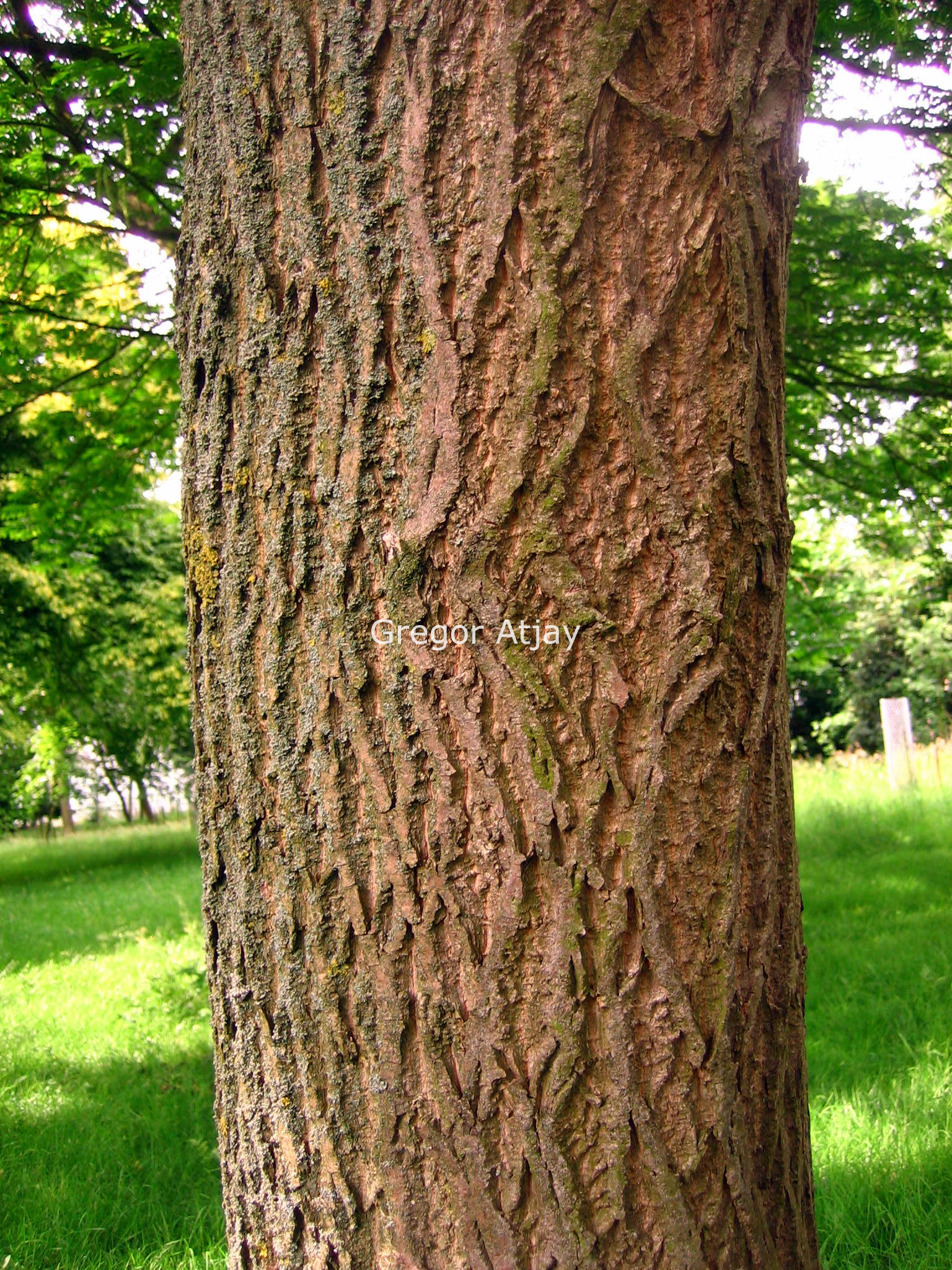 Pterocarya rhoifolia