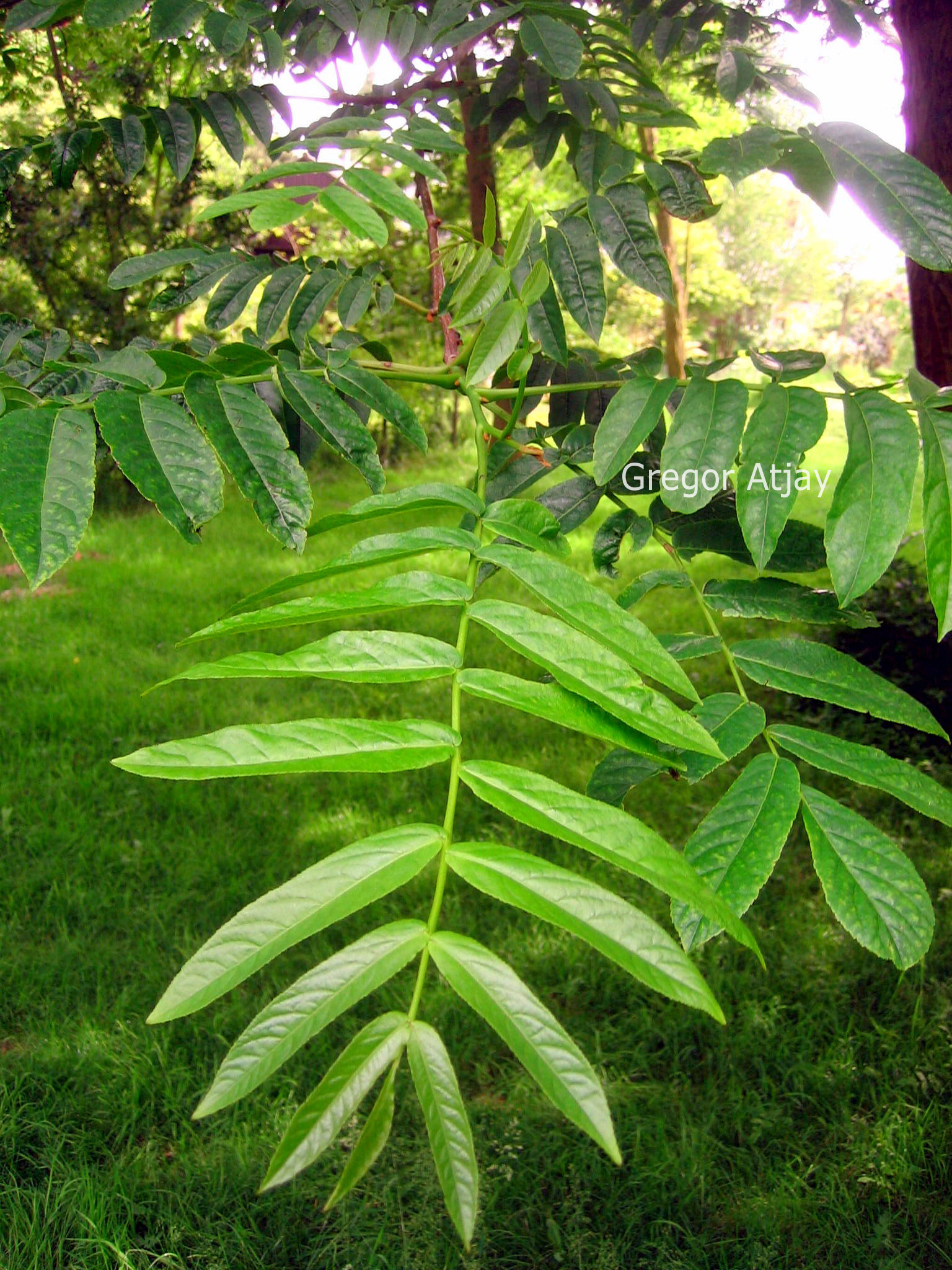 Pterocarya rhoifolia