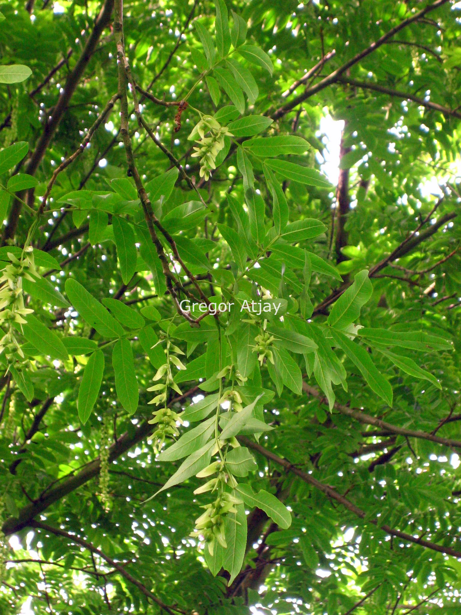 Pterocarya rhoifolia