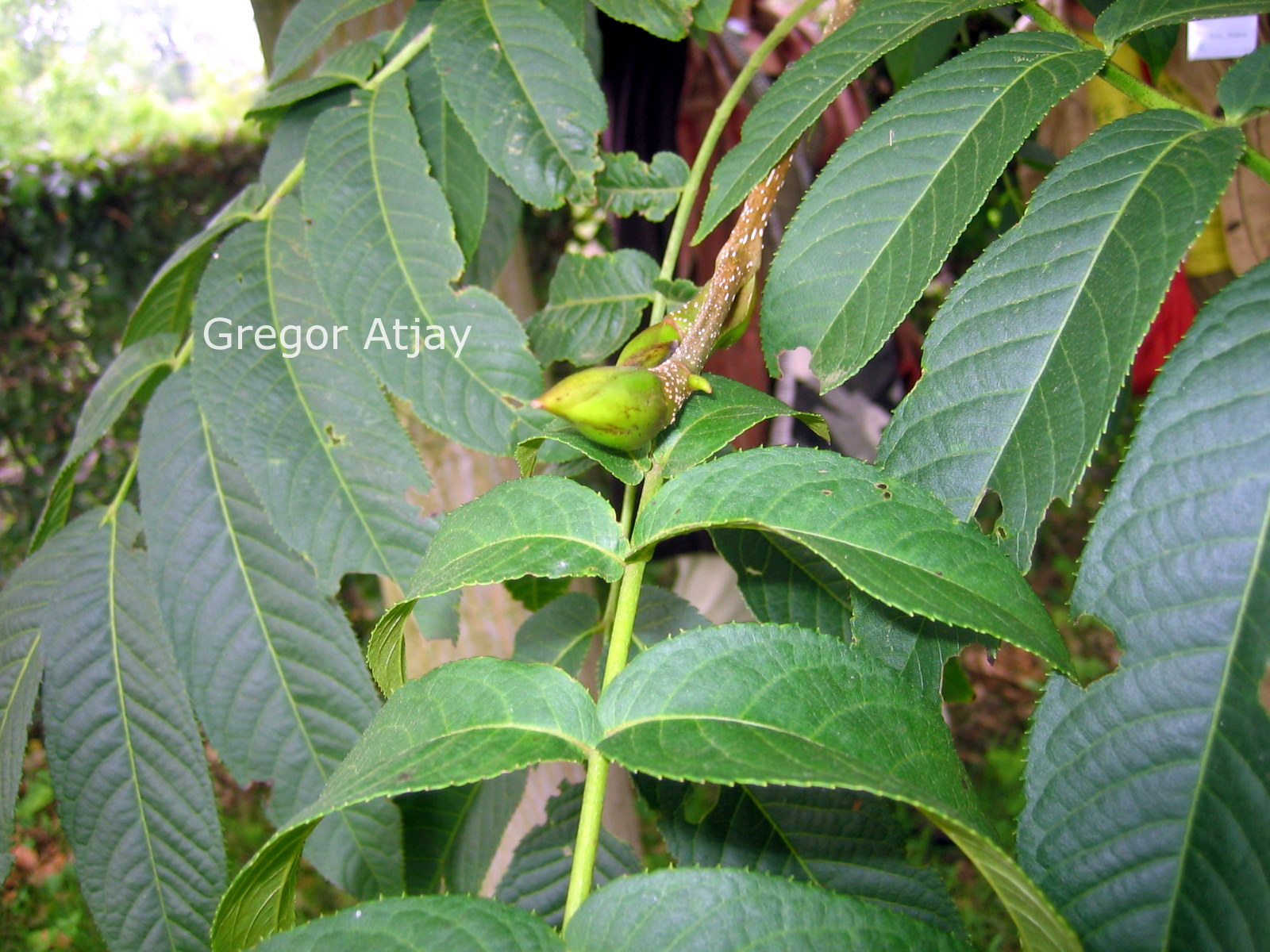 Pterocarya rhoifolia