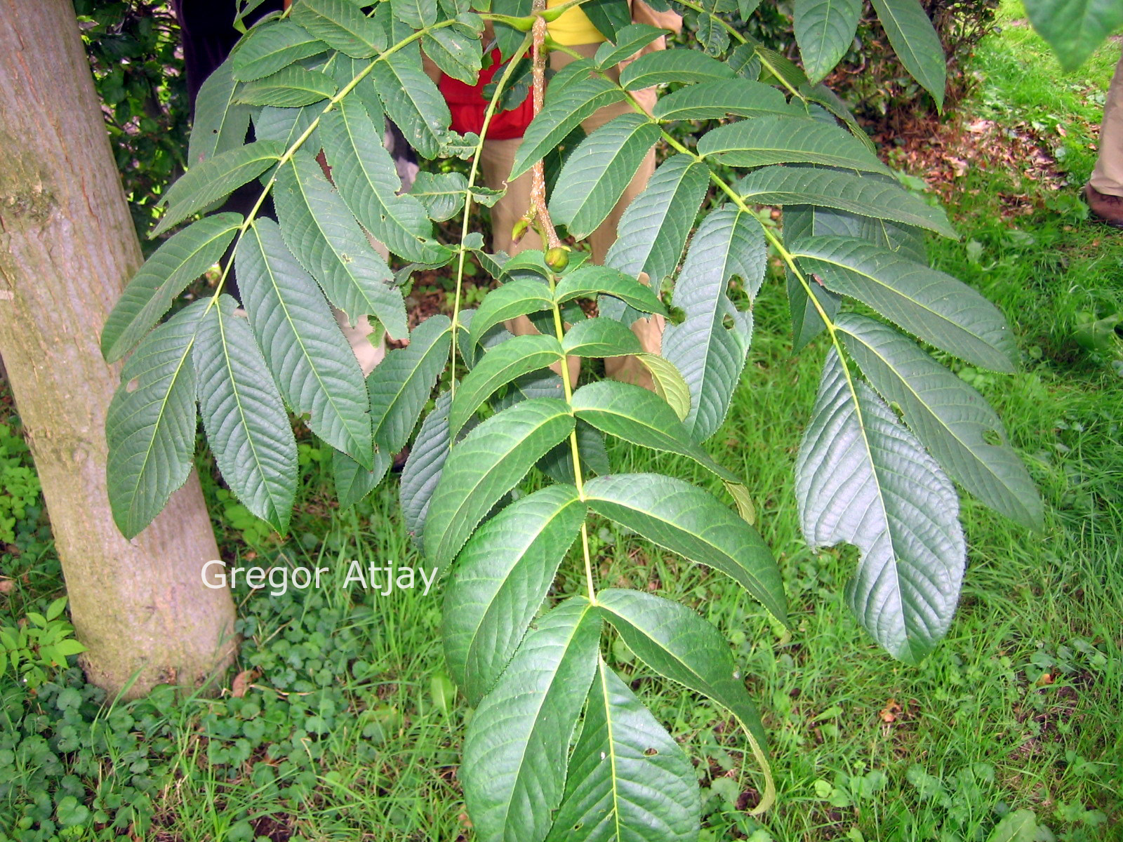 Pterocarya rhoifolia