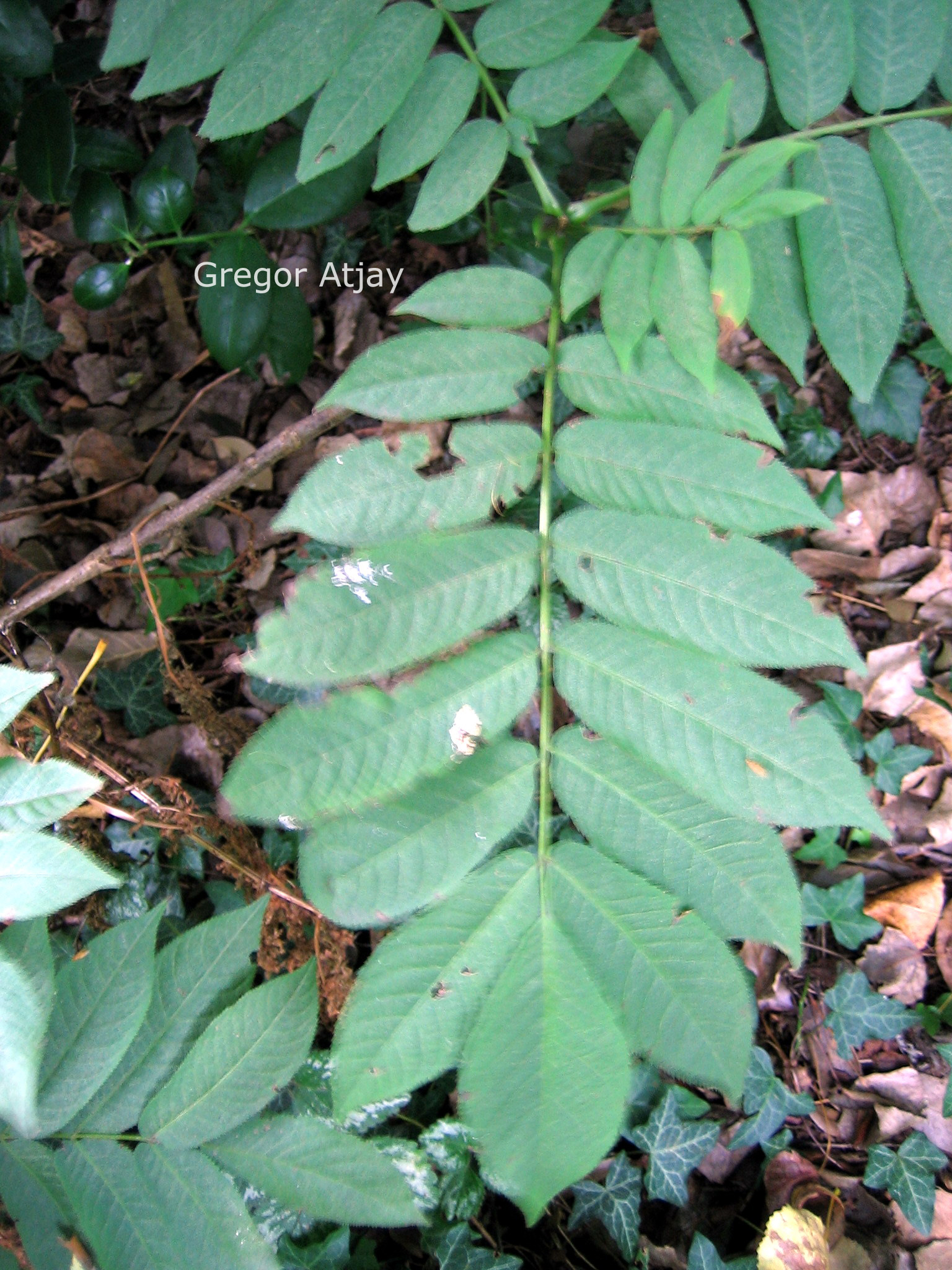 Pterocarya rhoifolia