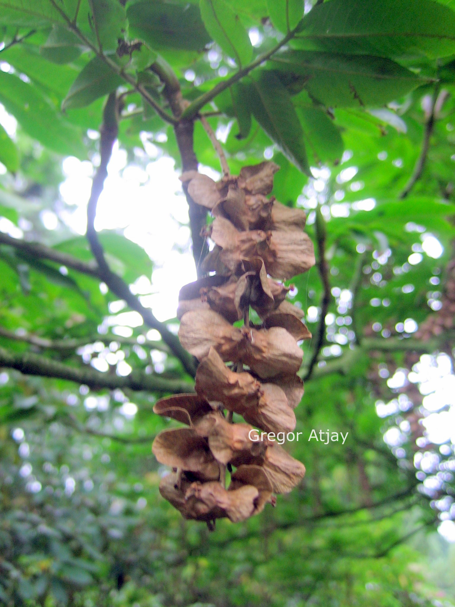 Pterocarya rhoifolia