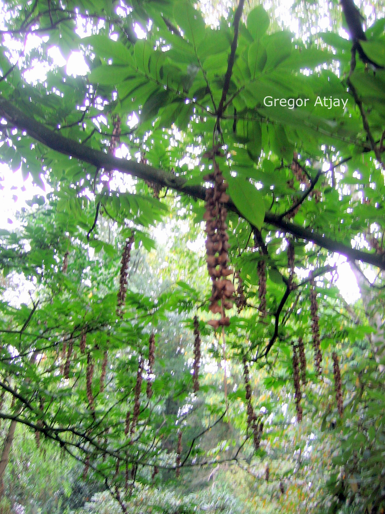 Pterocarya rhoifolia