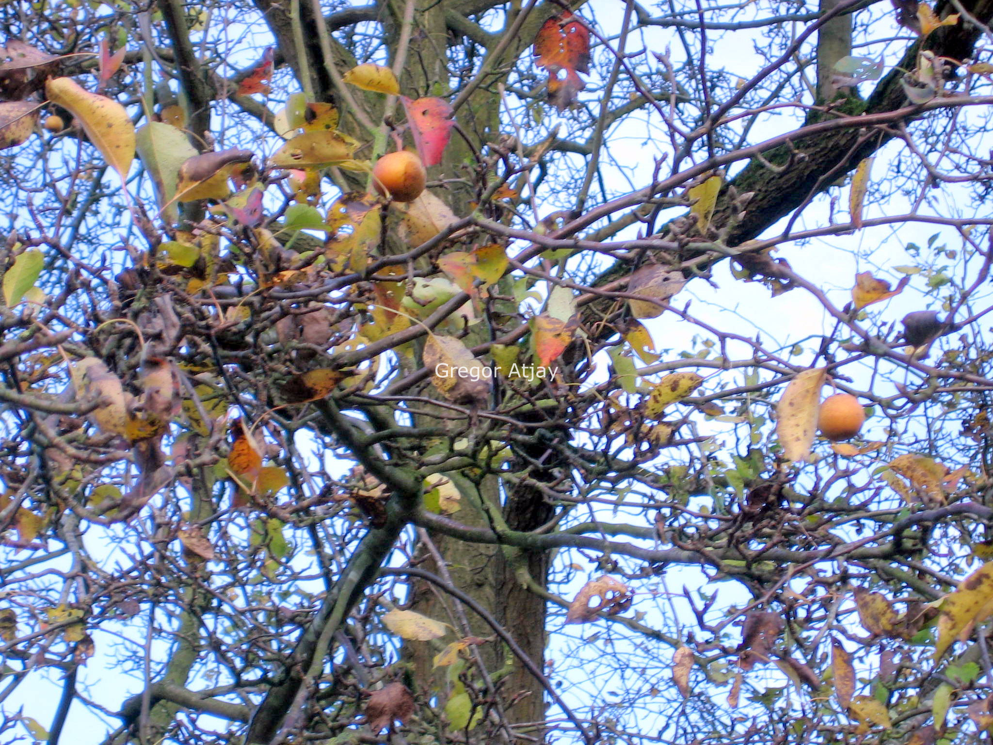 Pyrus lindleyi