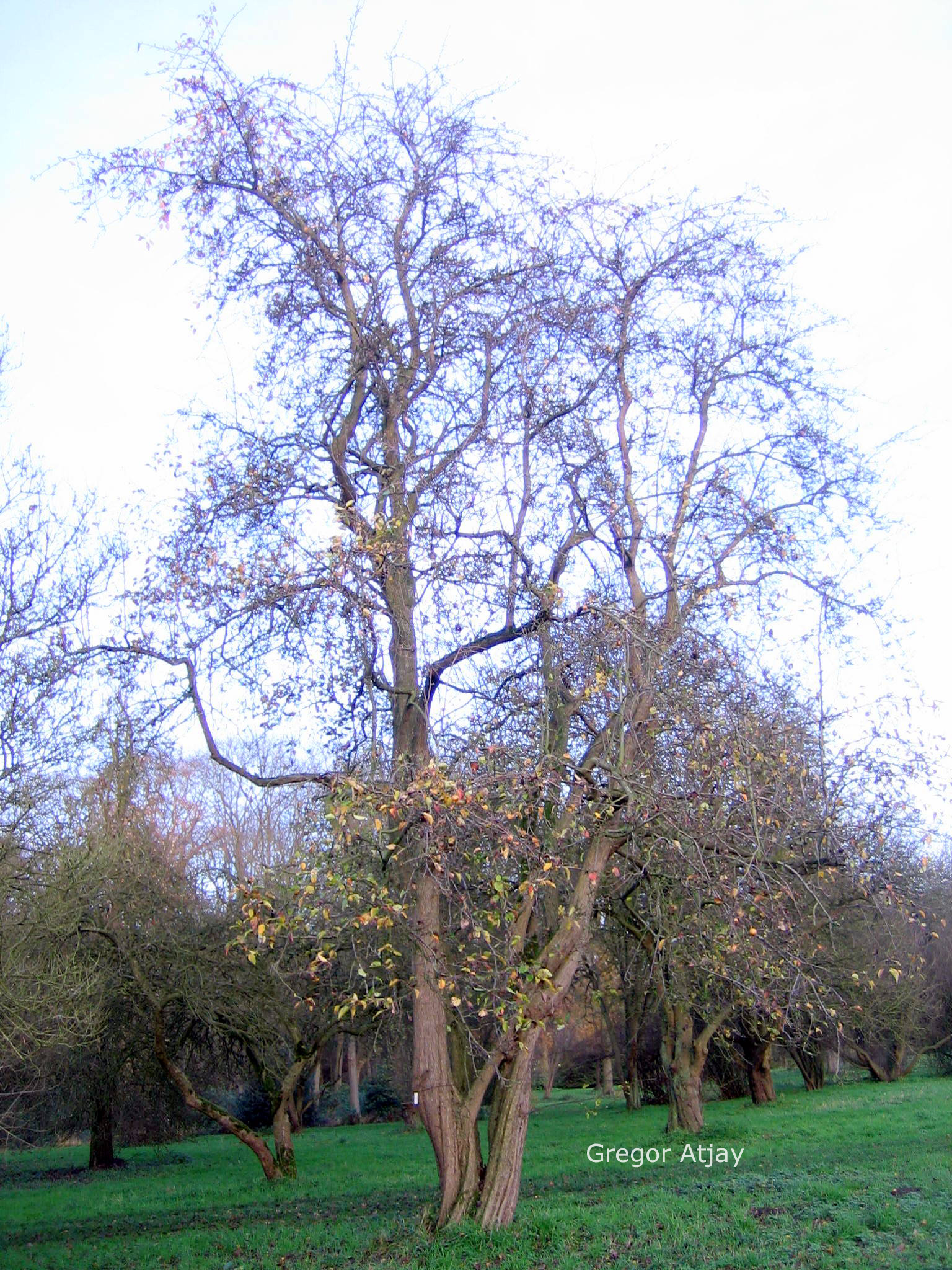 Pyrus lindleyi