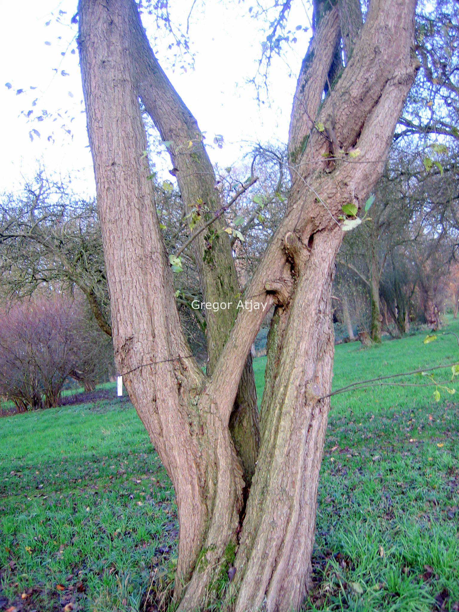 Pyrus lindleyi