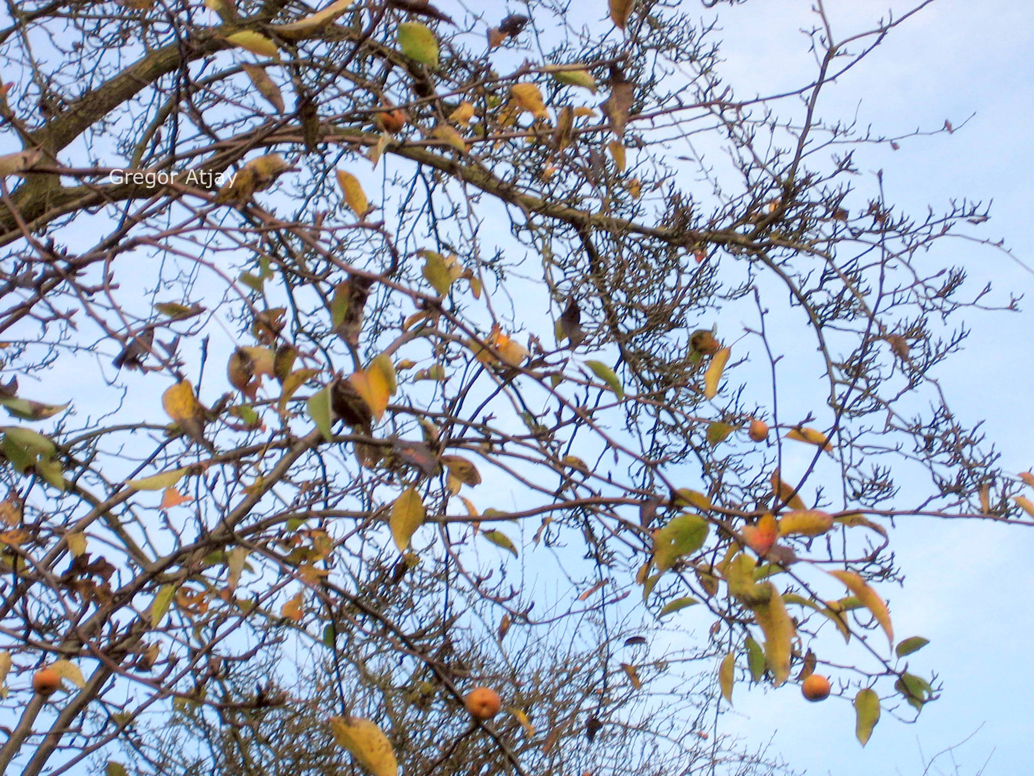 Pyrus lindleyi