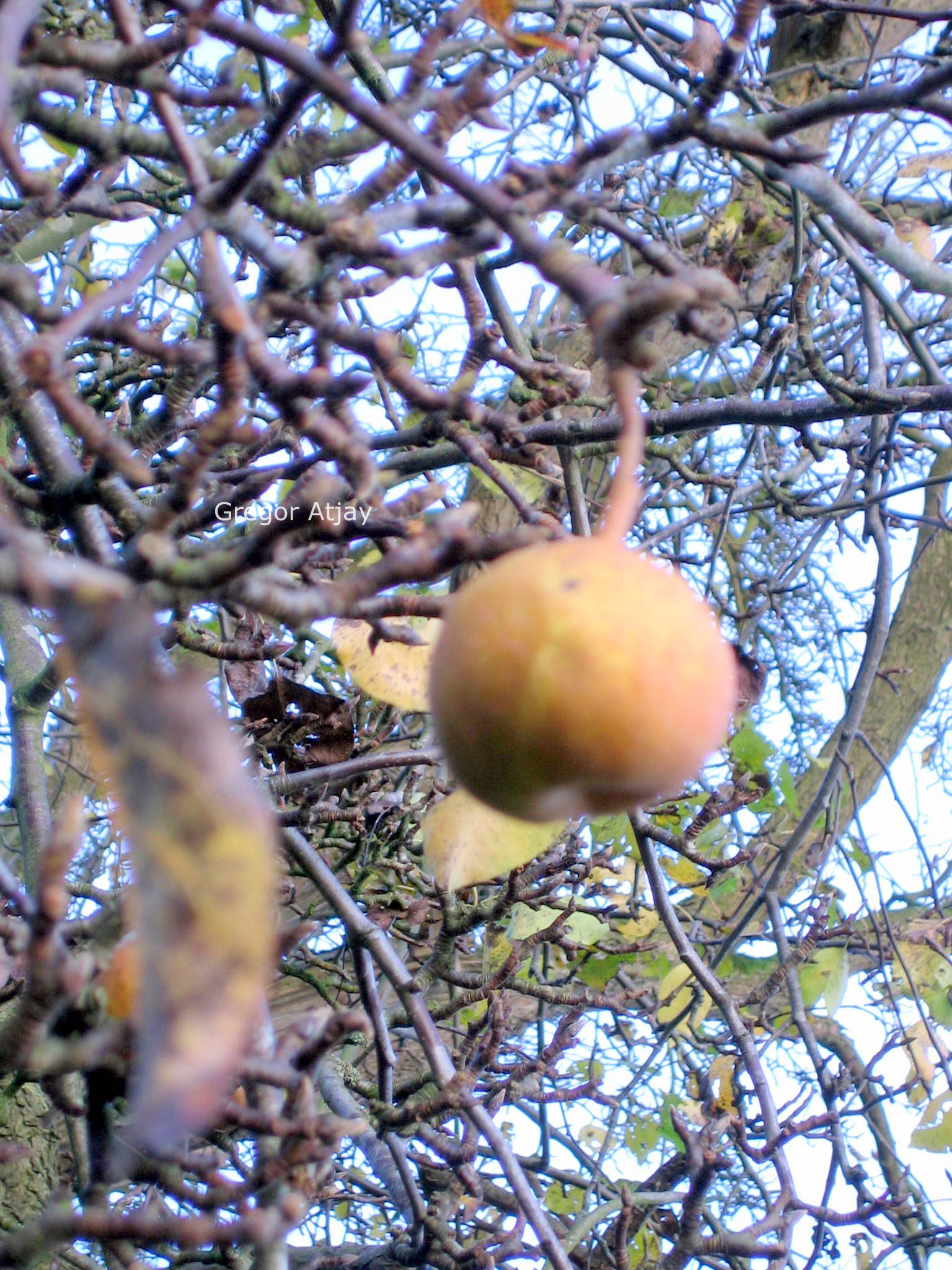 Pyrus lindleyi