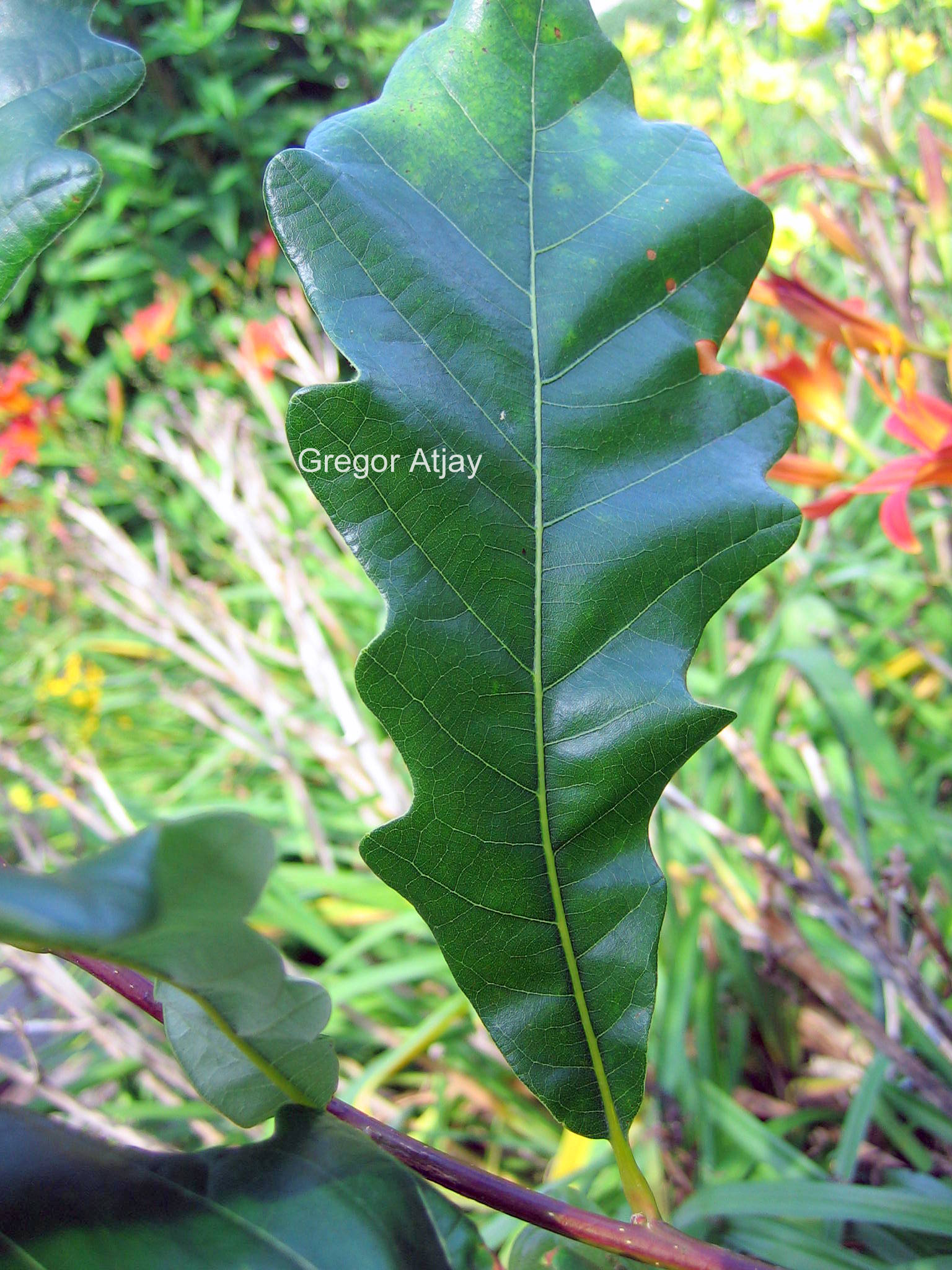 Quercus warei 'Long' (REGAL PRINCE)