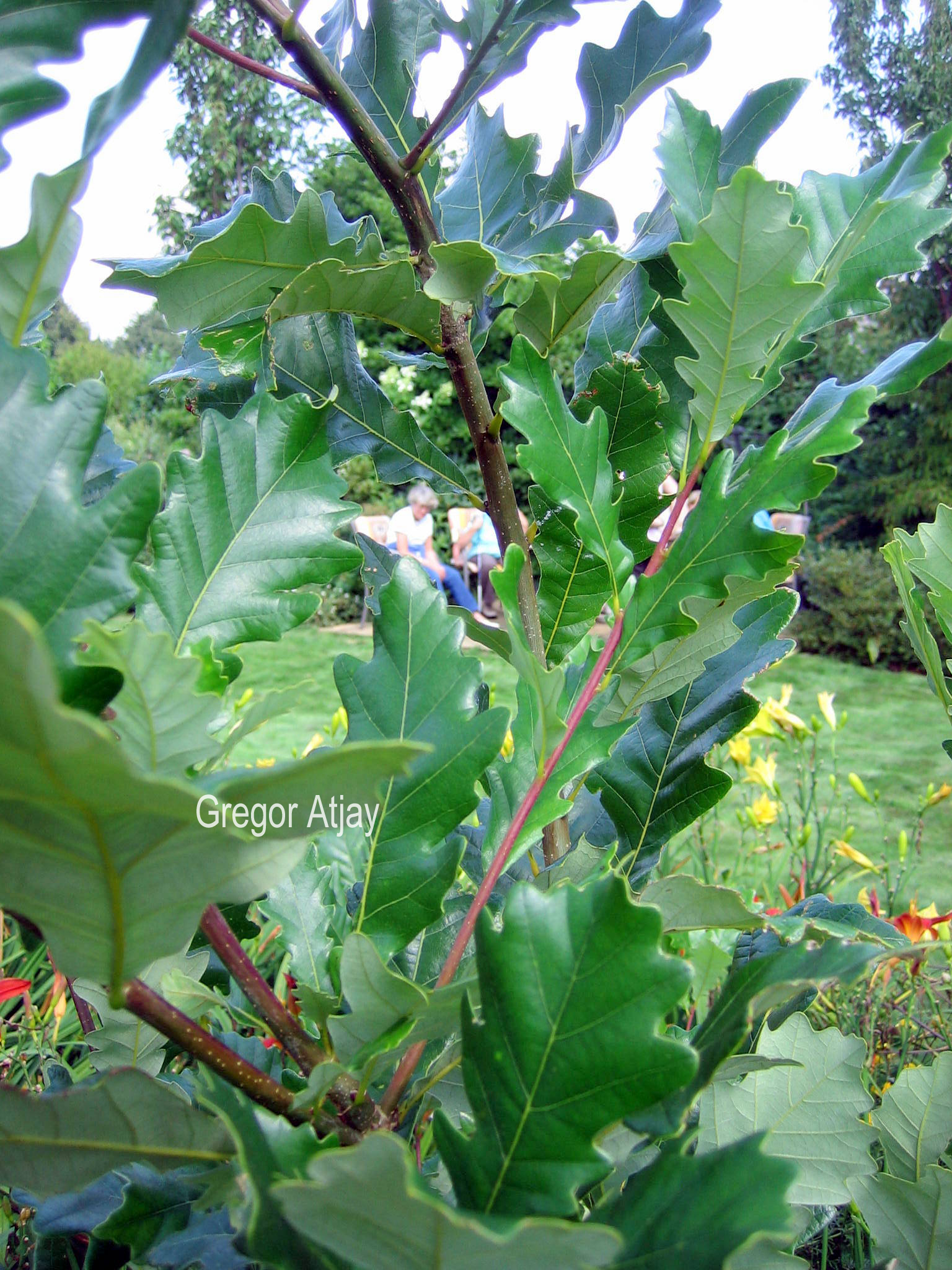 Quercus warei 'Long' (REGAL PRINCE)