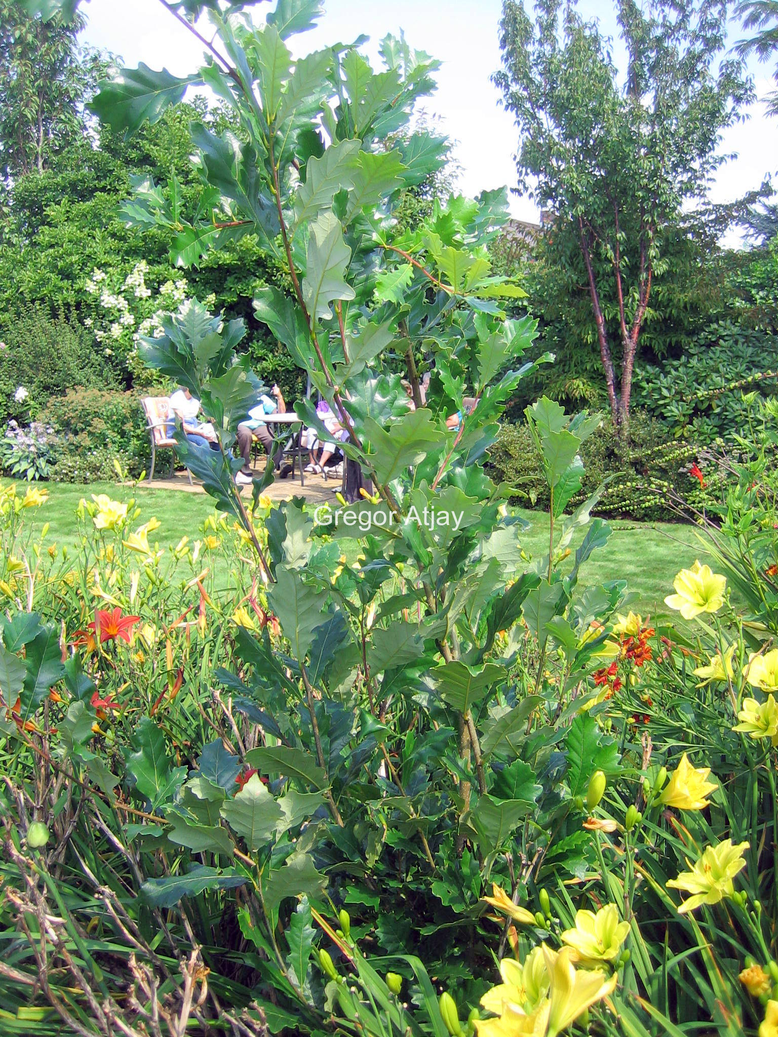 Quercus warei 'Long' (REGAL PRINCE)