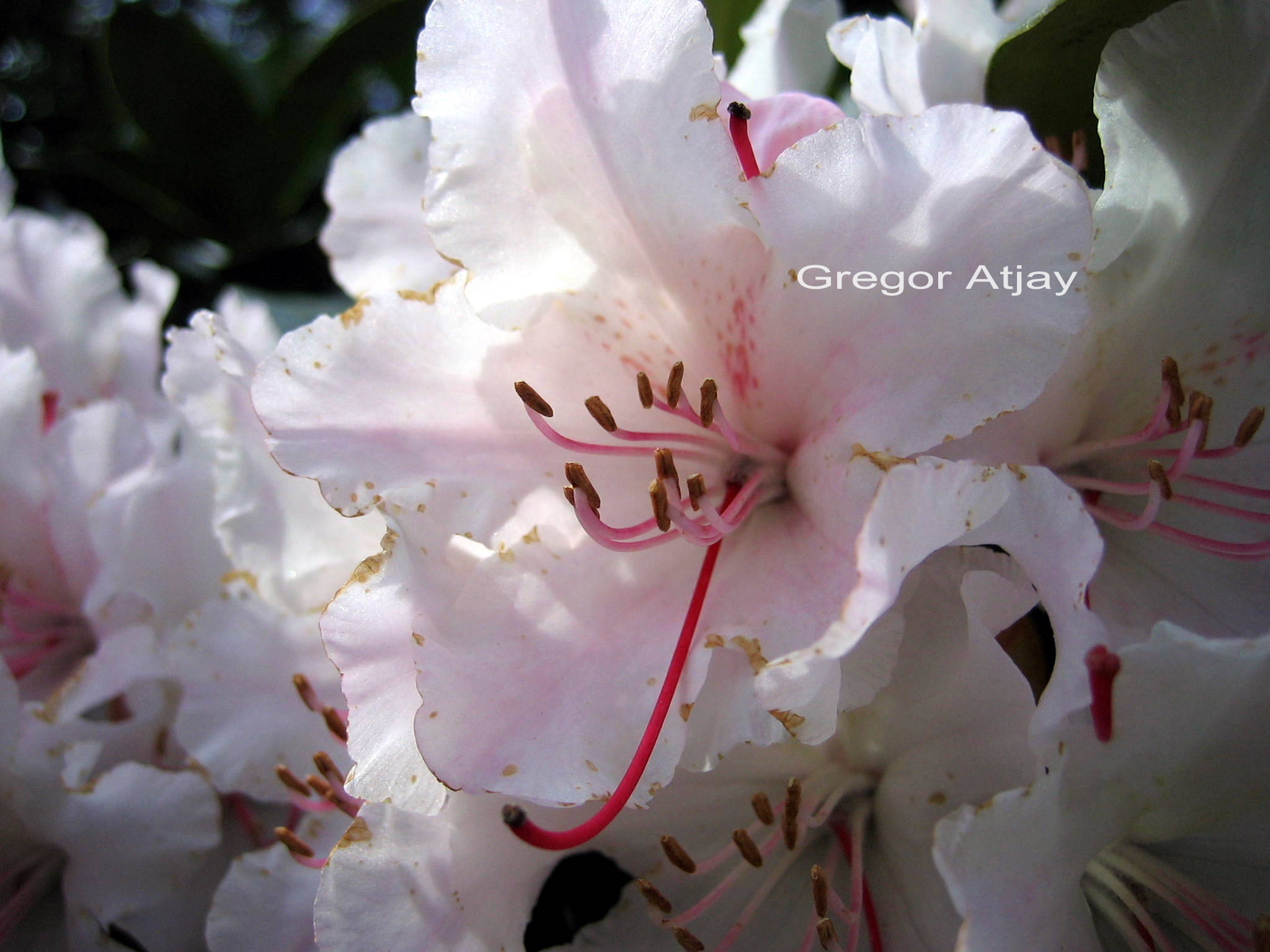 Rhododendron 'Jacksonii'