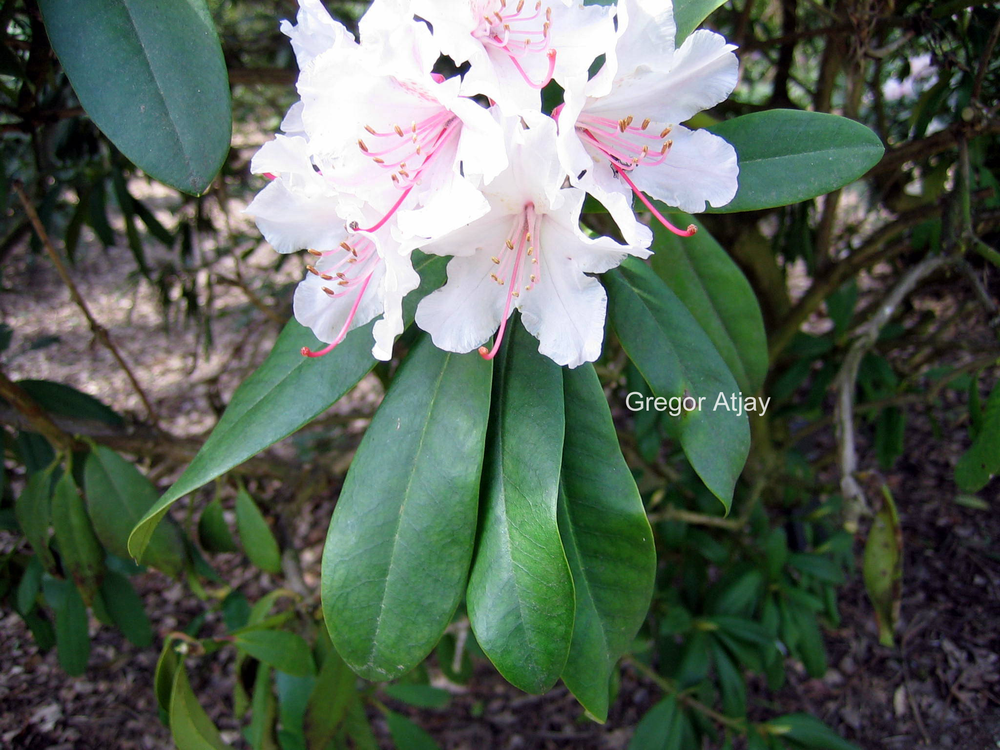 Rhododendron 'Jacksonii'