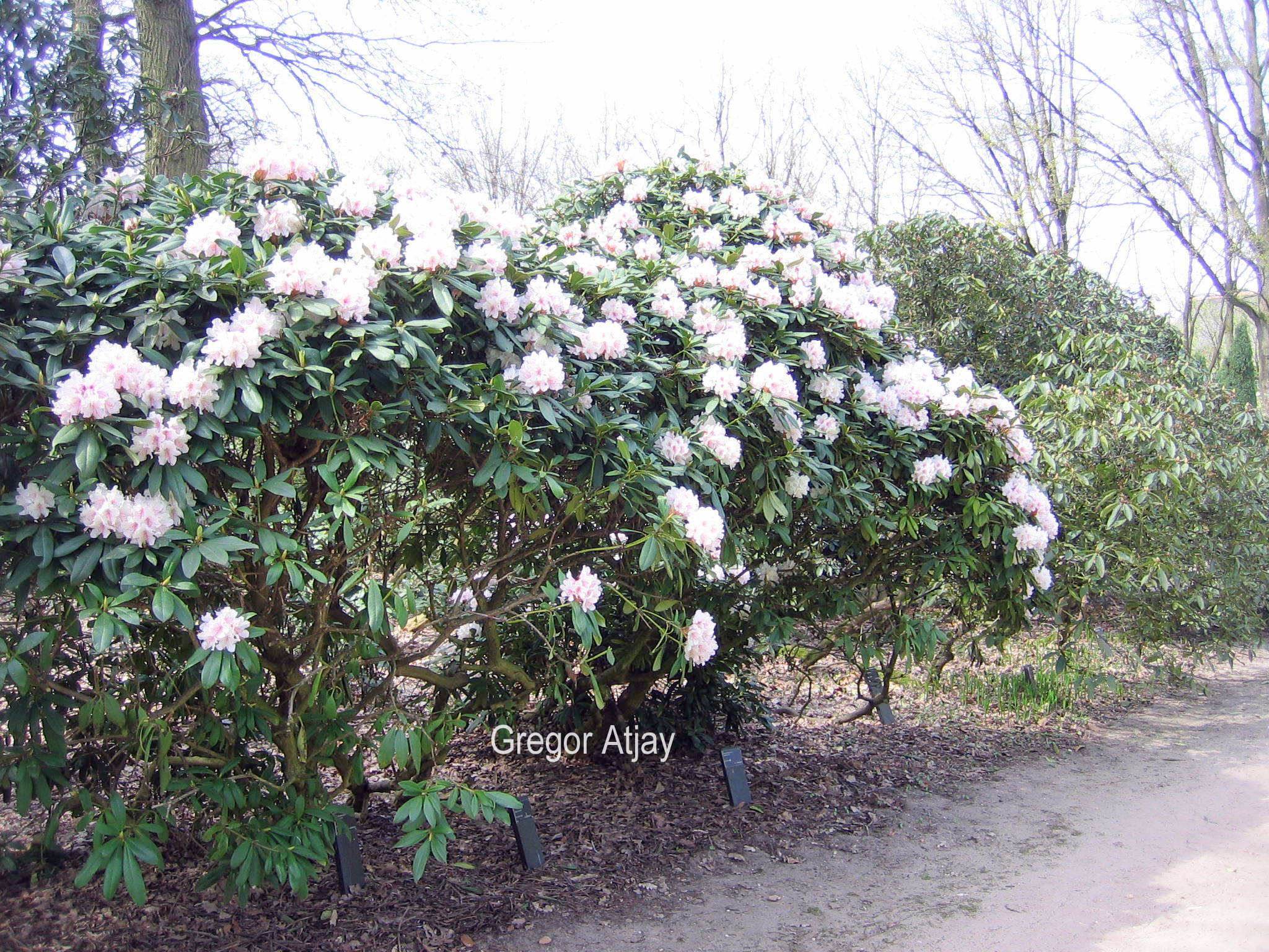 Rhododendron 'Jacksonii'