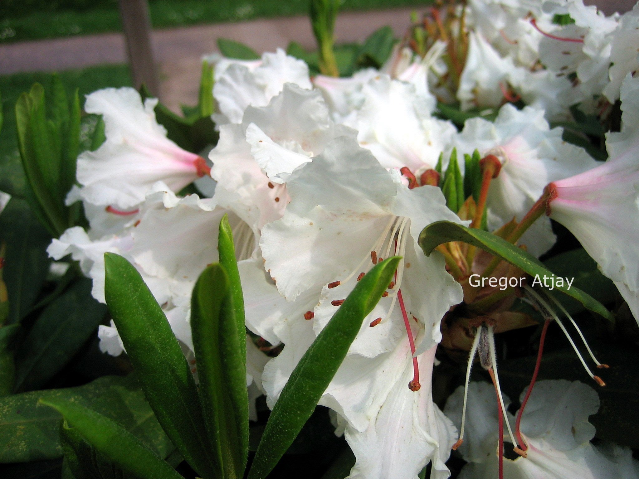 Rhododendron 'Jacksonii'