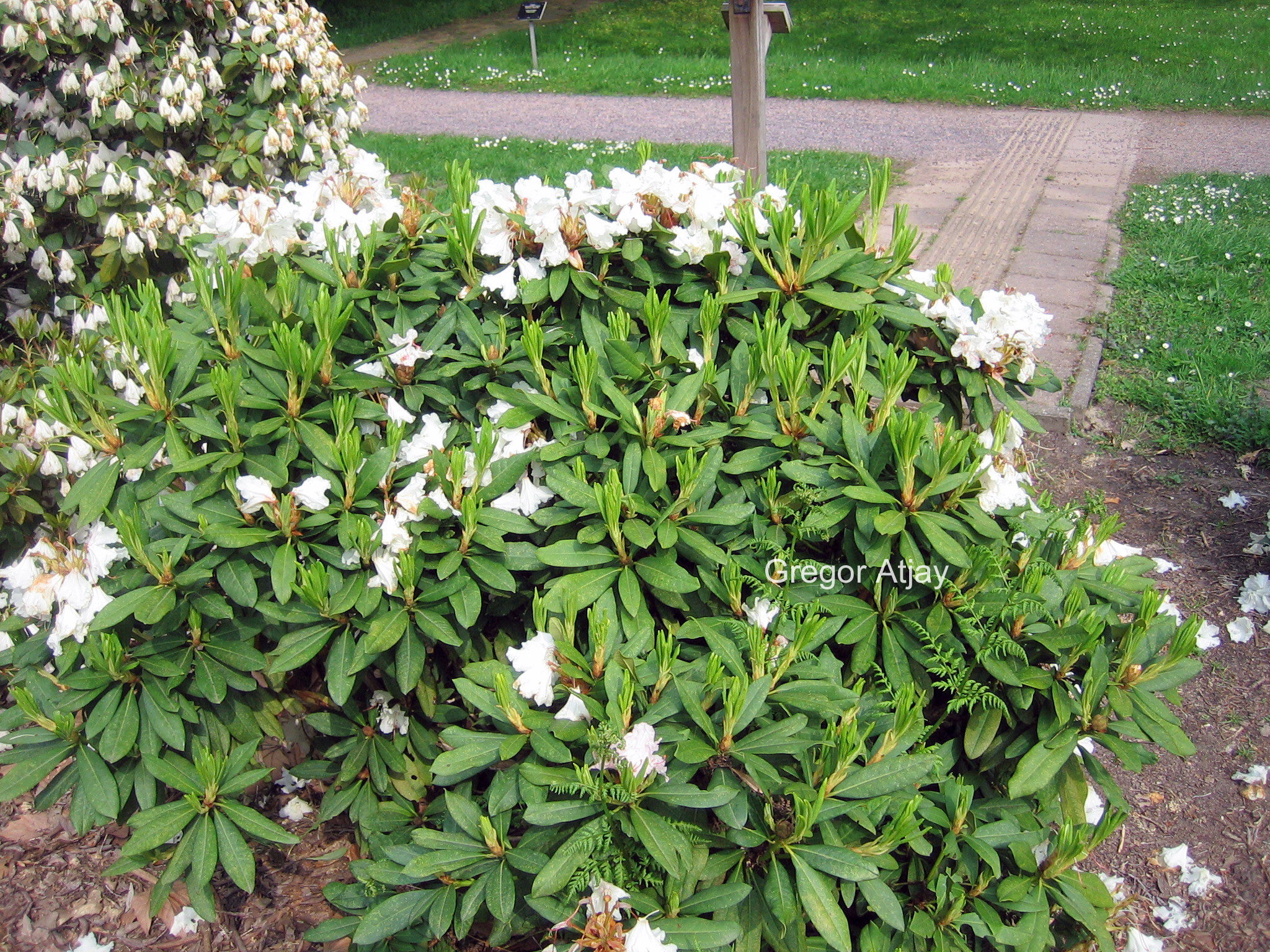 Rhododendron 'Jacksonii'