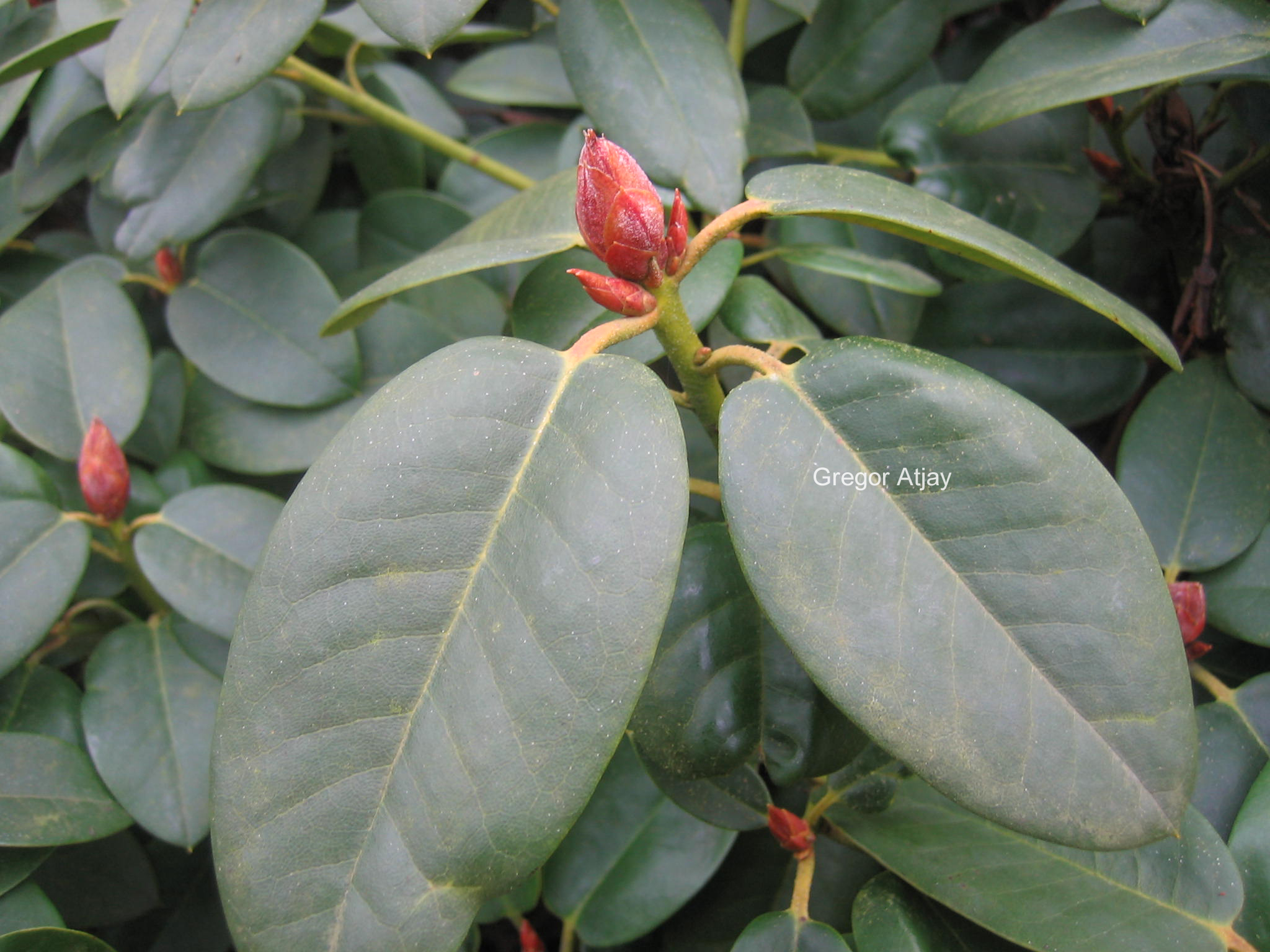 Rhododendron 'Jackwill'