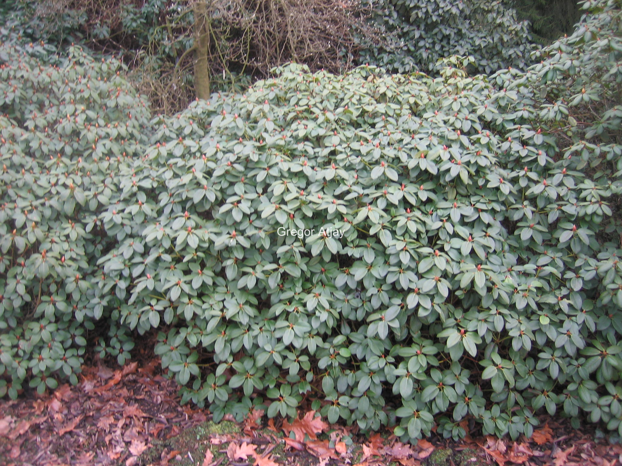 Rhododendron 'Jackwill'