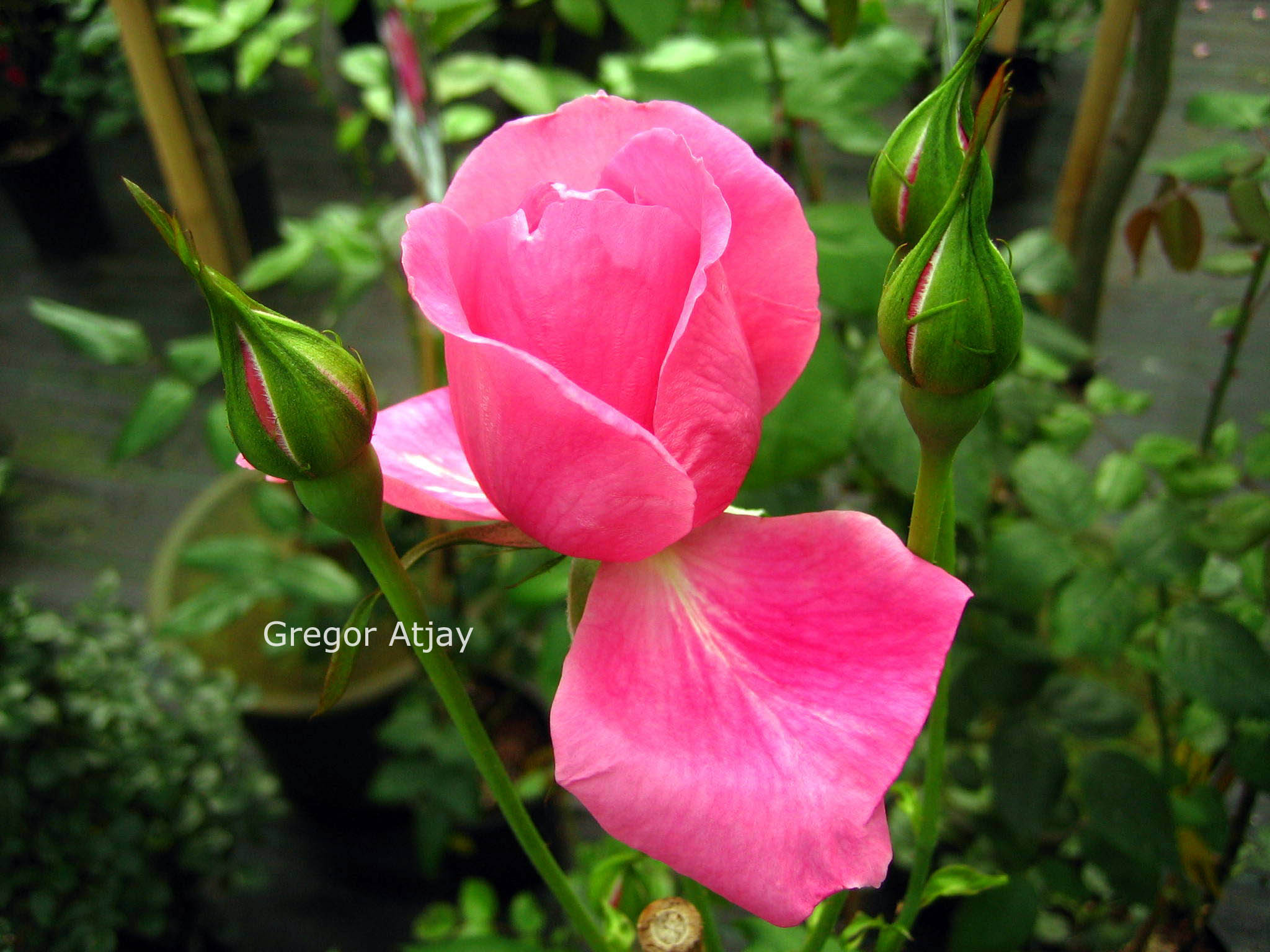 Rosa 'Pink Cloud'