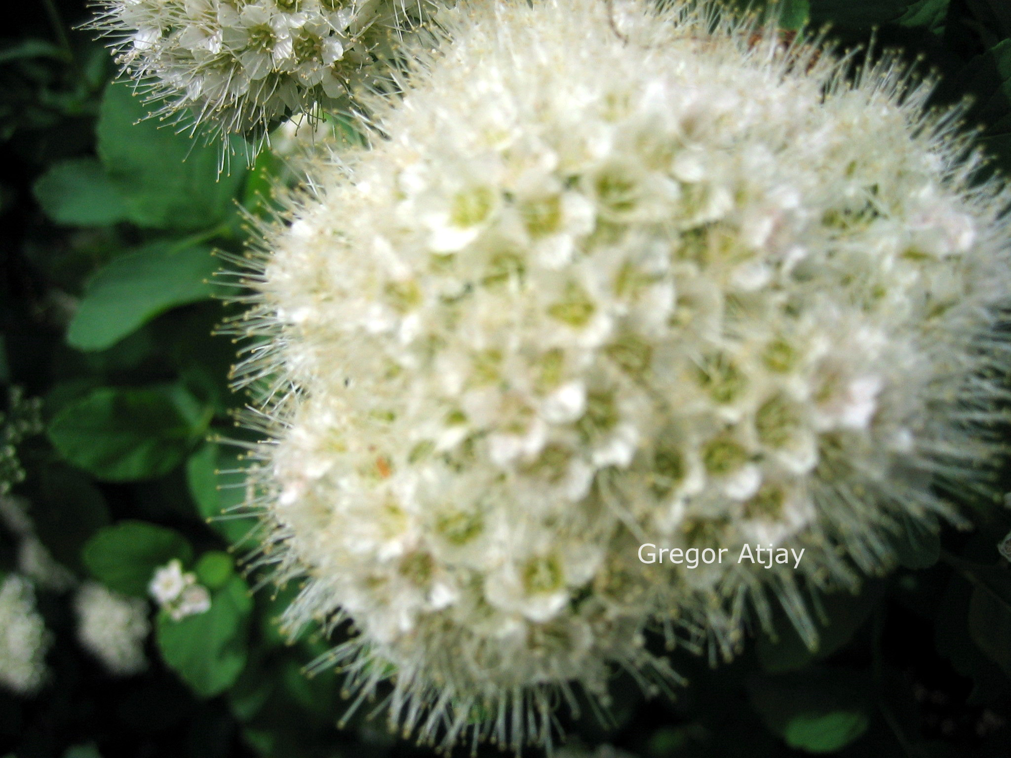 Spiraea betulifolia