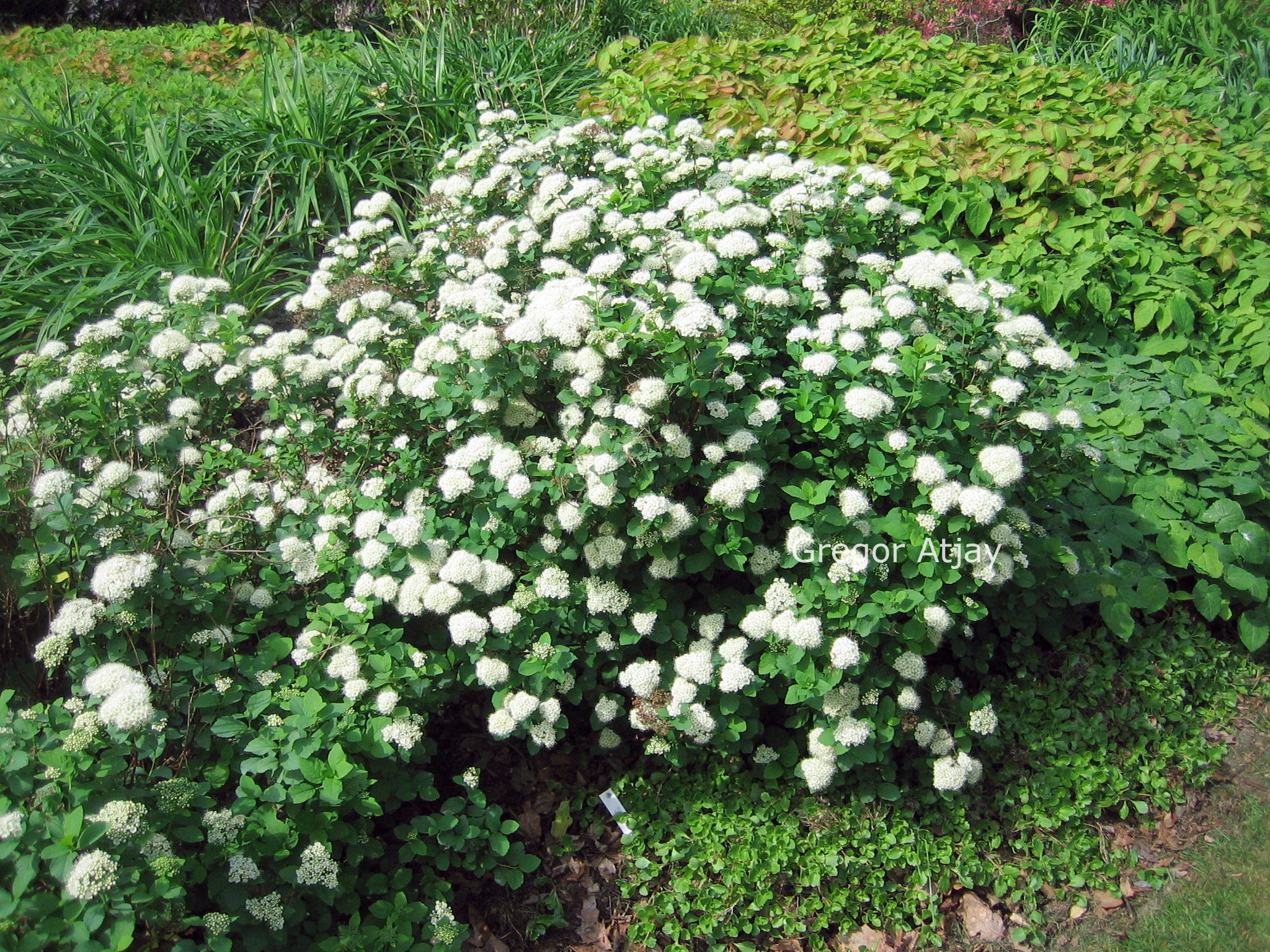 Spiraea betulifolia