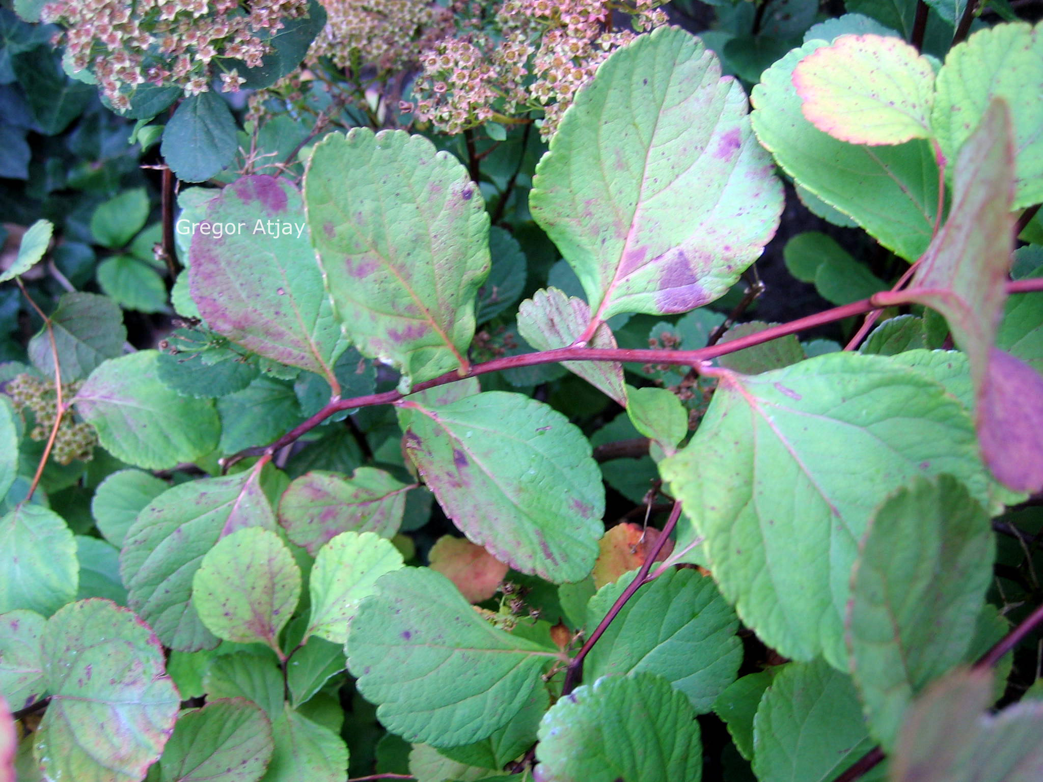 Spiraea betulifolia