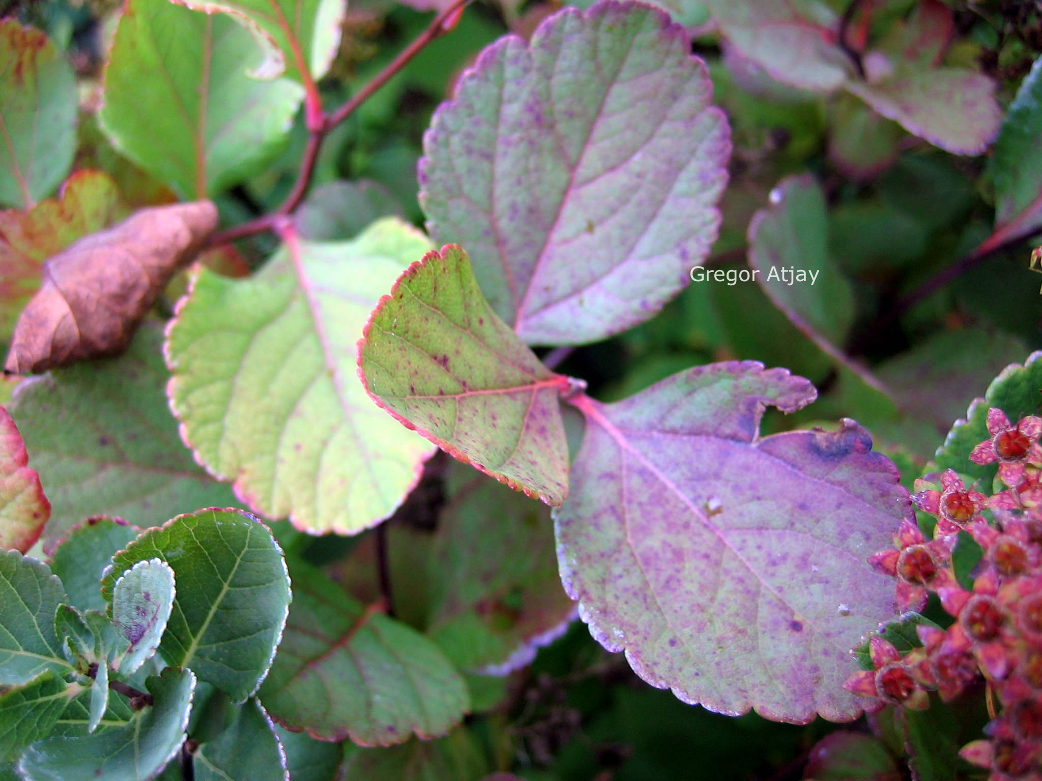 Spiraea betulifolia