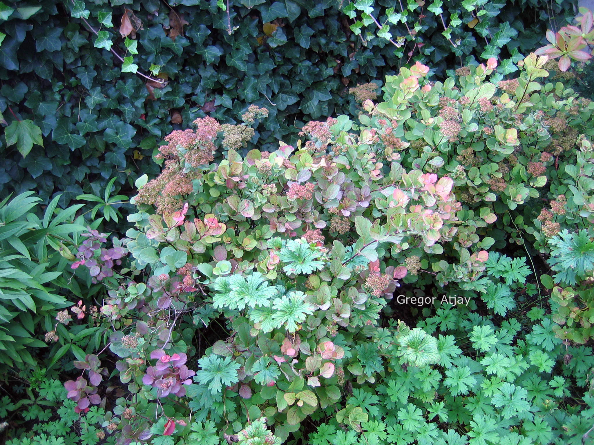 Spiraea betulifolia