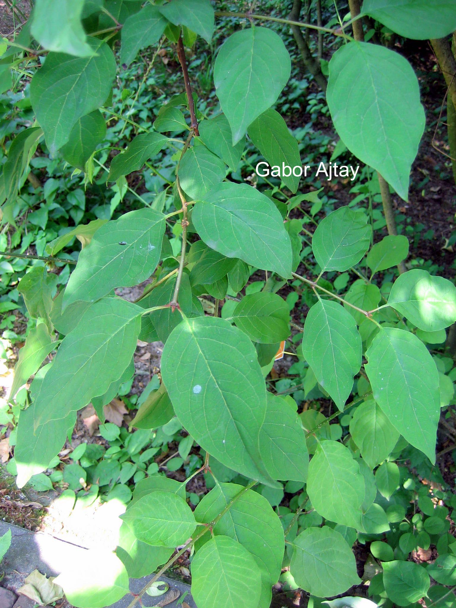 Syringa tigerstedtii