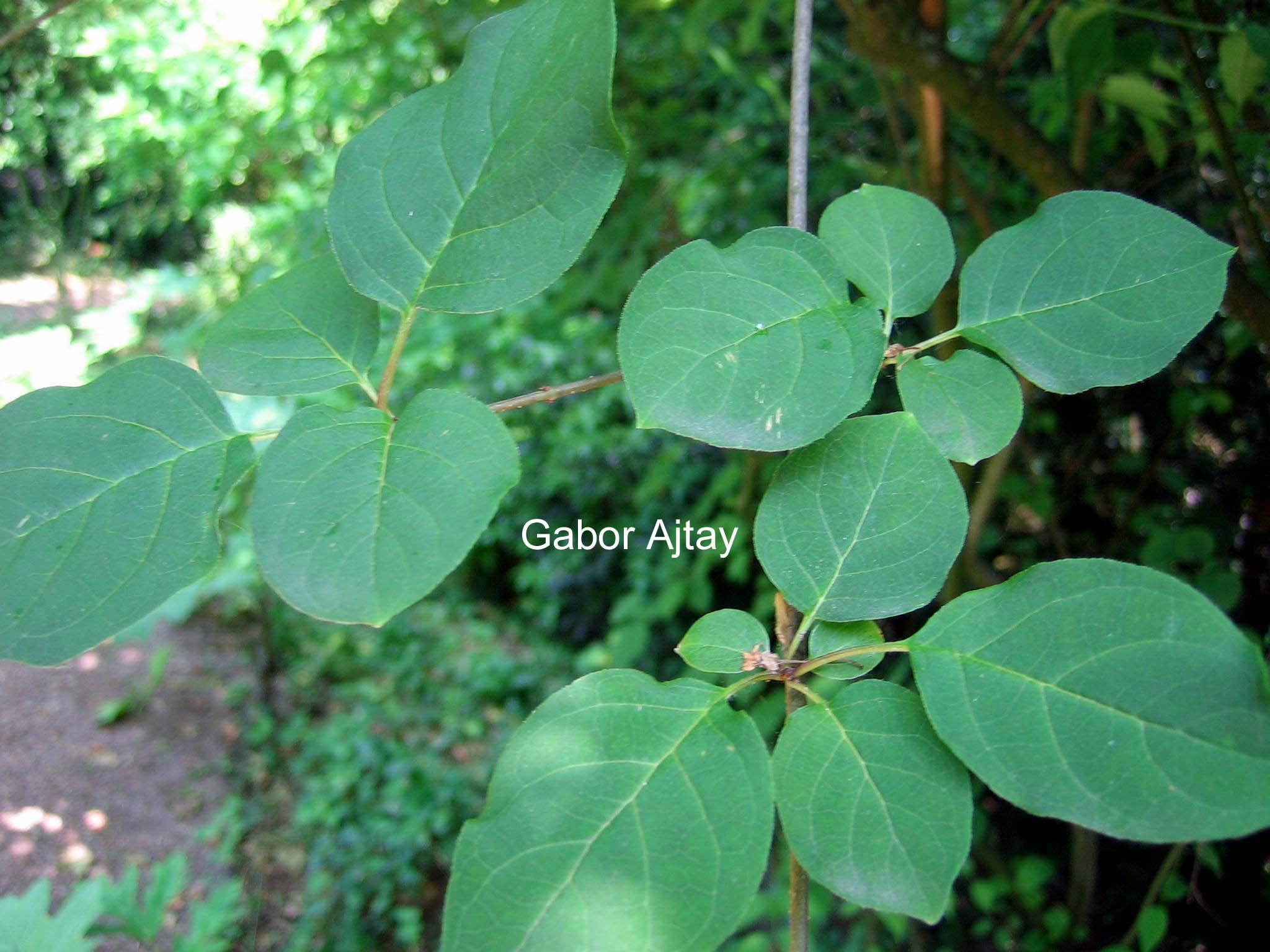 Syringa tigerstedtii