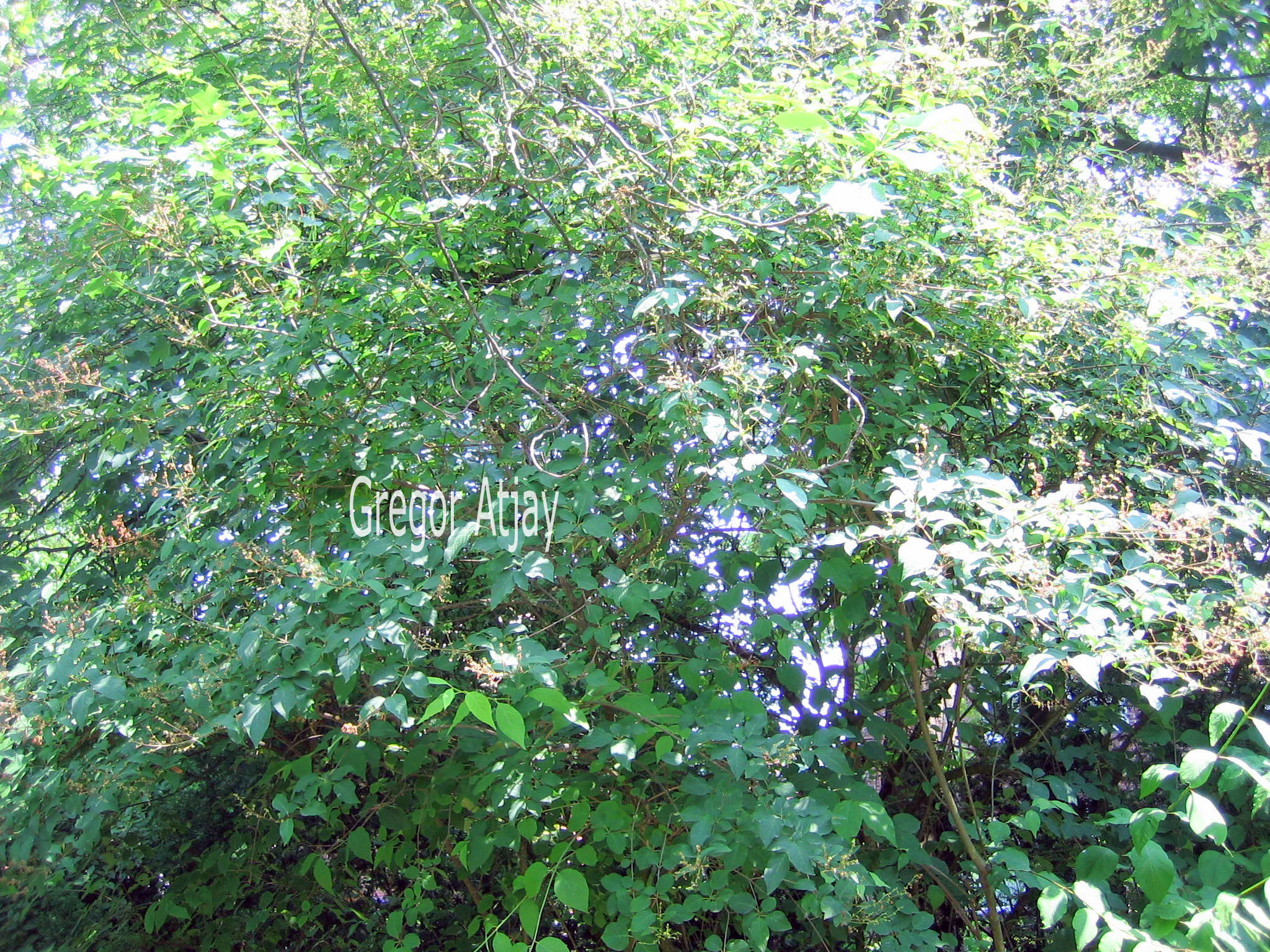 Syringa tigerstedtii