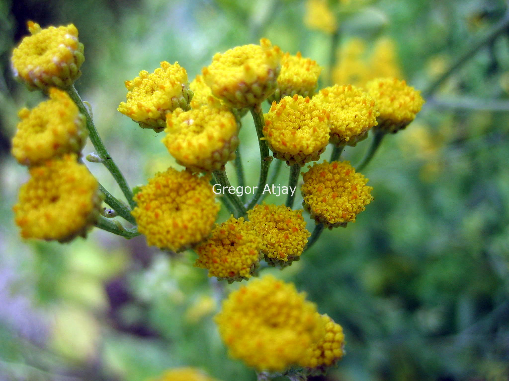 Tanacetum balsamita