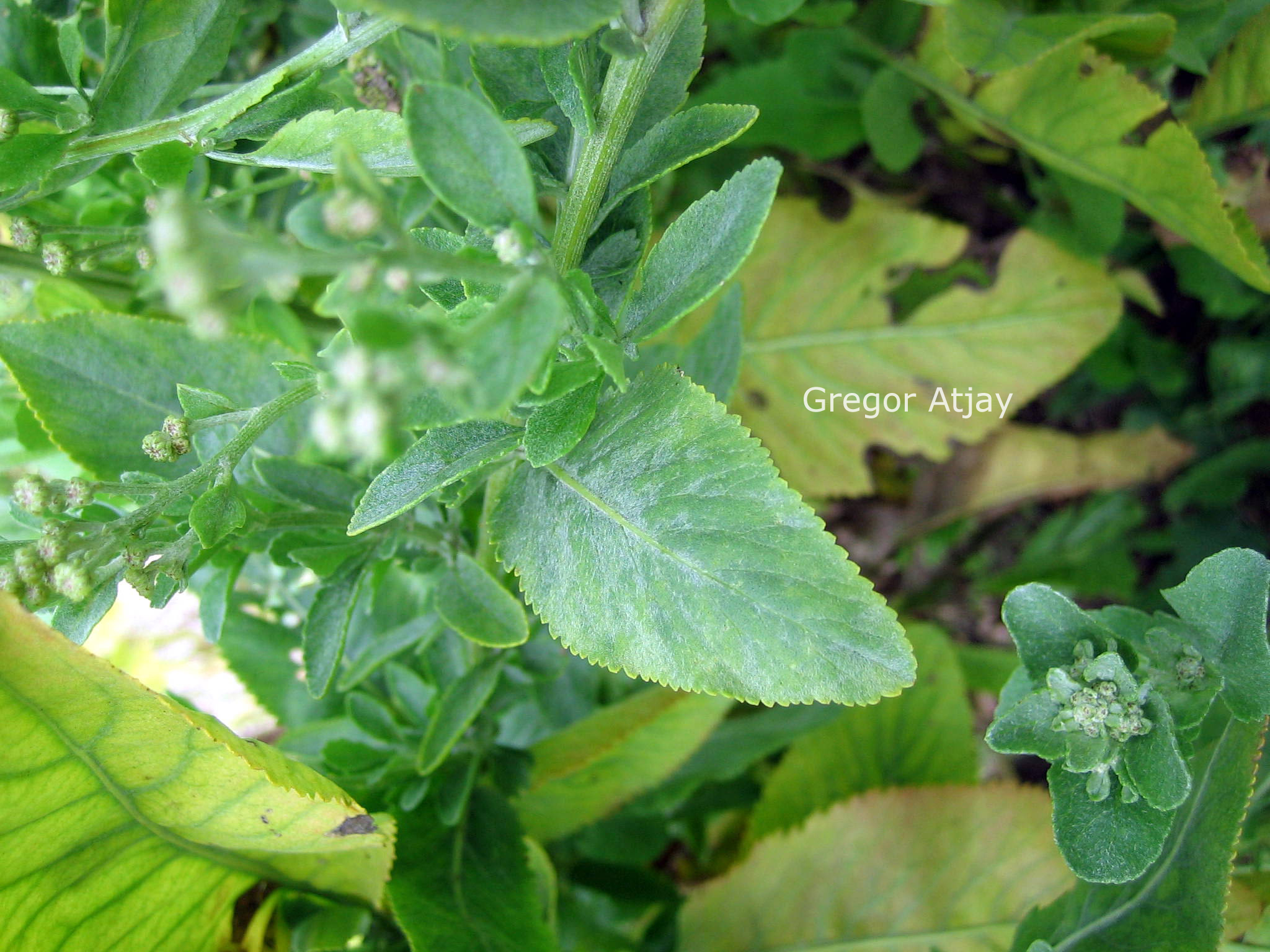 Tanacetum balsamita