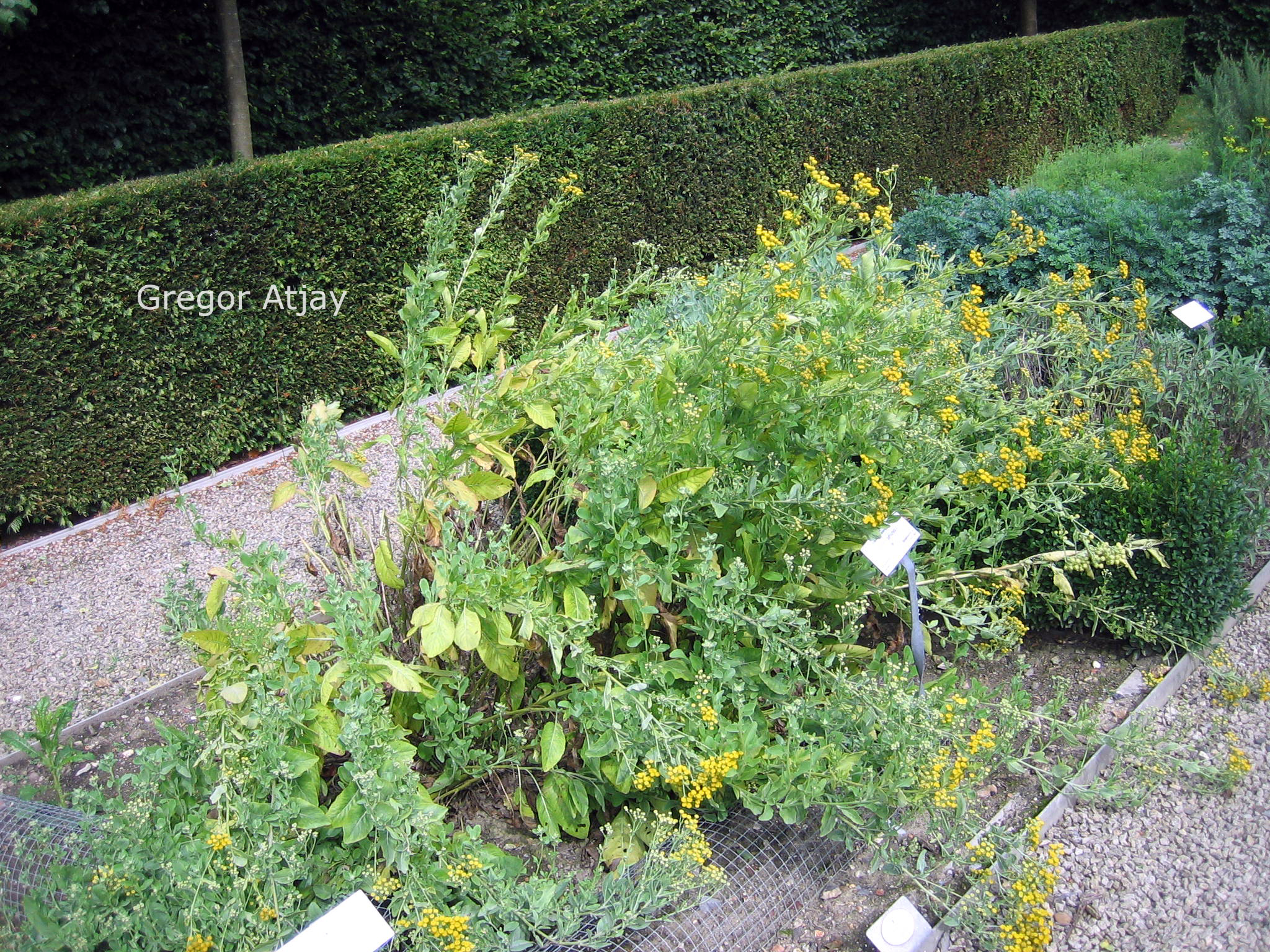 Tanacetum balsamita